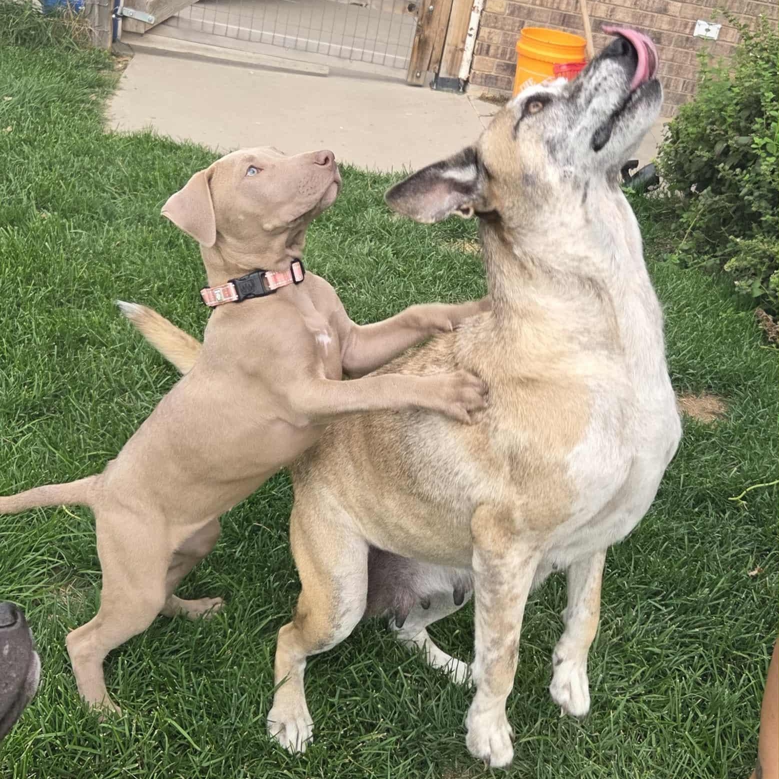 Enlarge CANDY, a Adoptable mixed breed in Loveland, CO image 2/6