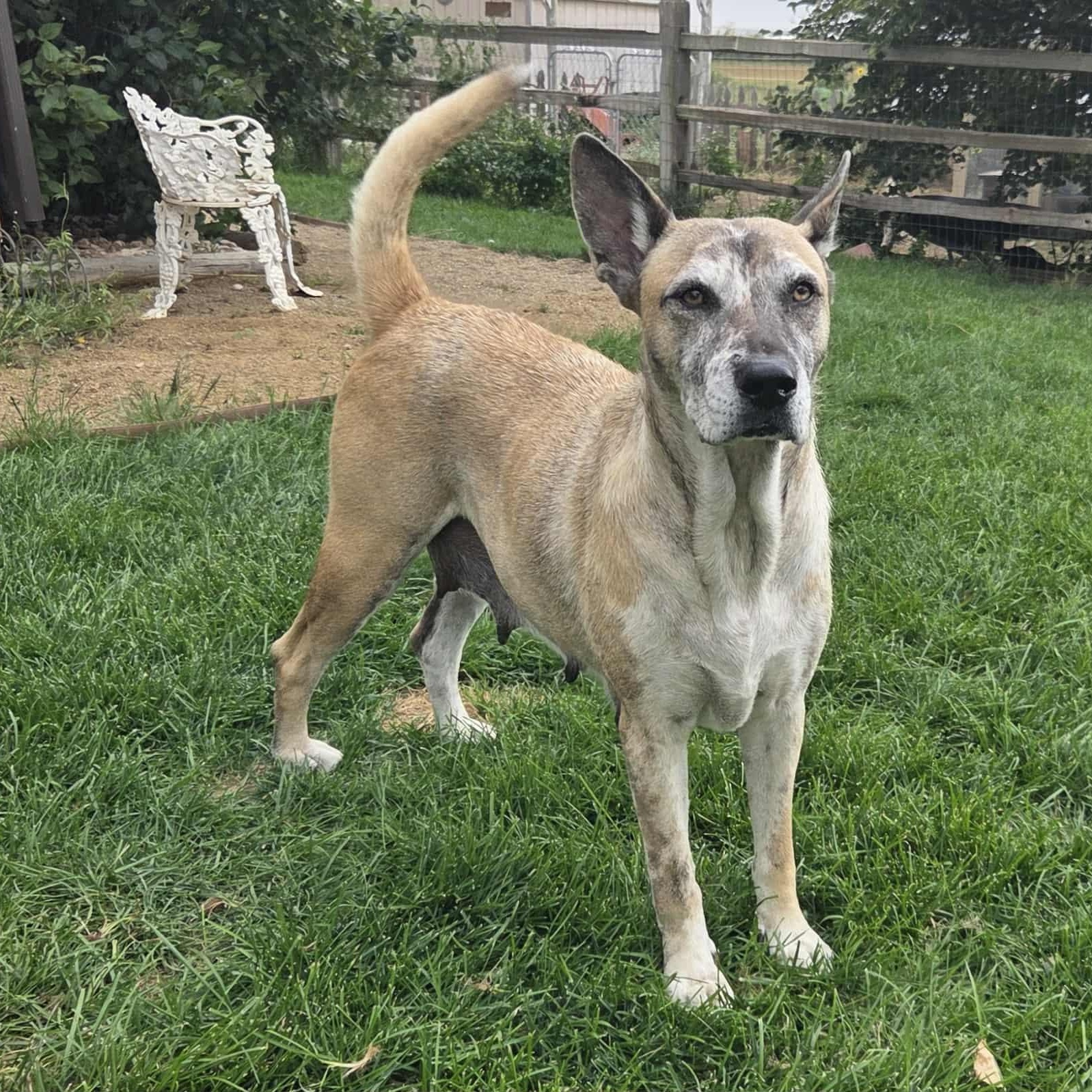 Enlarge CANDY, a Adoptable mixed breed in Loveland, CO image 3/6