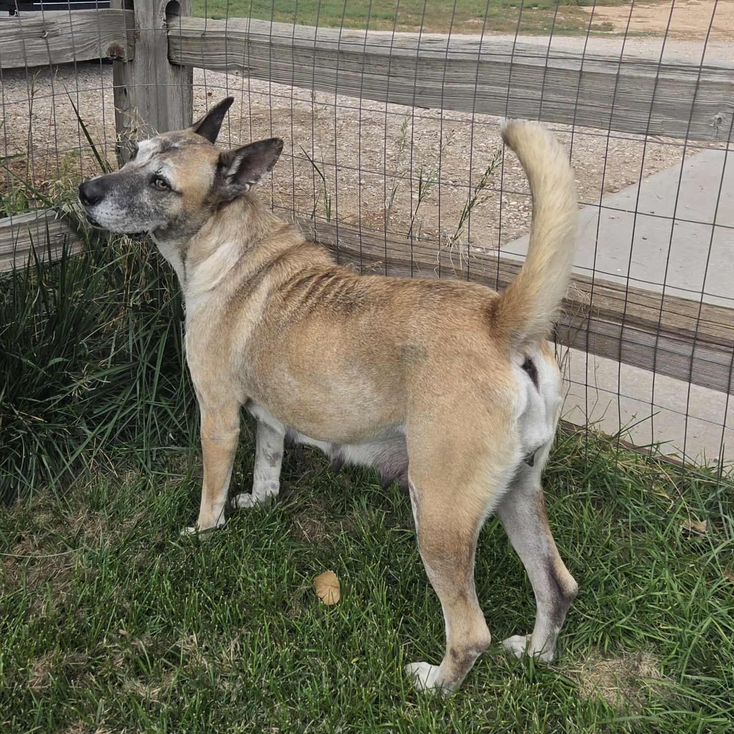Enlarge CANDY, a Adoptable mixed breed in Loveland, CO image 4/6