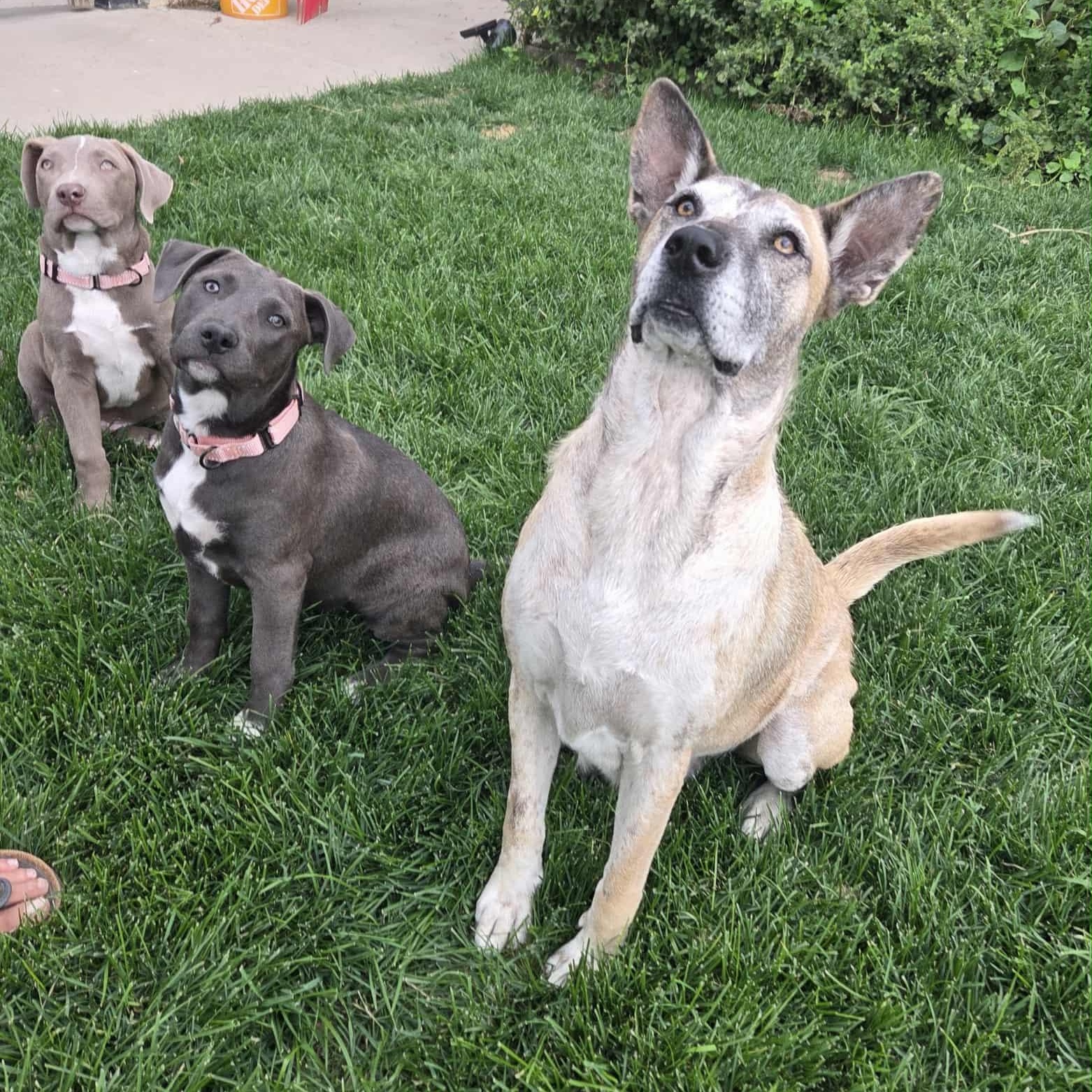 Enlarge CANDY, a Adoptable mixed breed in Loveland, CO image 6/6