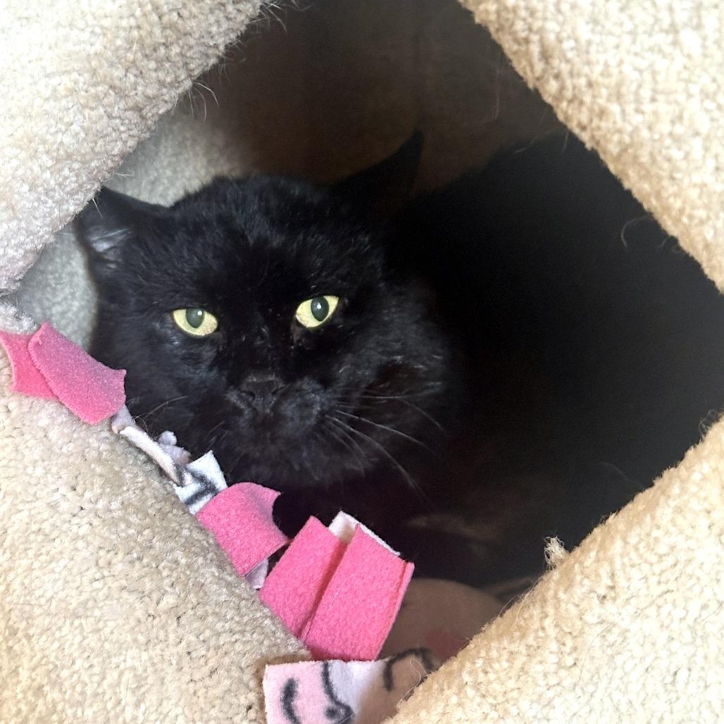 Enlarge Onyx, a Adoptable Domestic Medium Hair in Tucson, AZ image 1/1