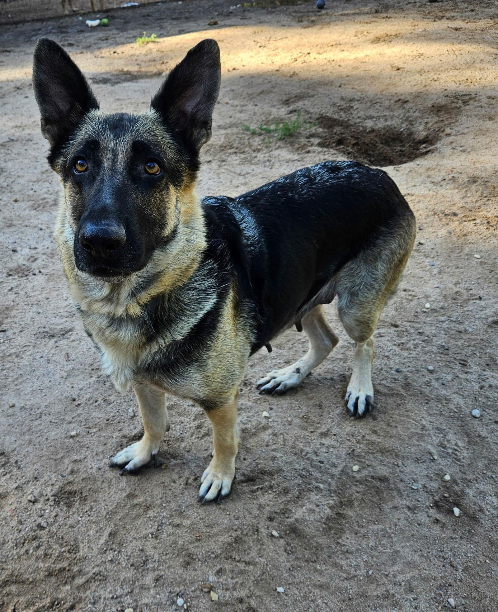 Mamma Mia, Adoptable, Adult Female German Shepherd Dog.