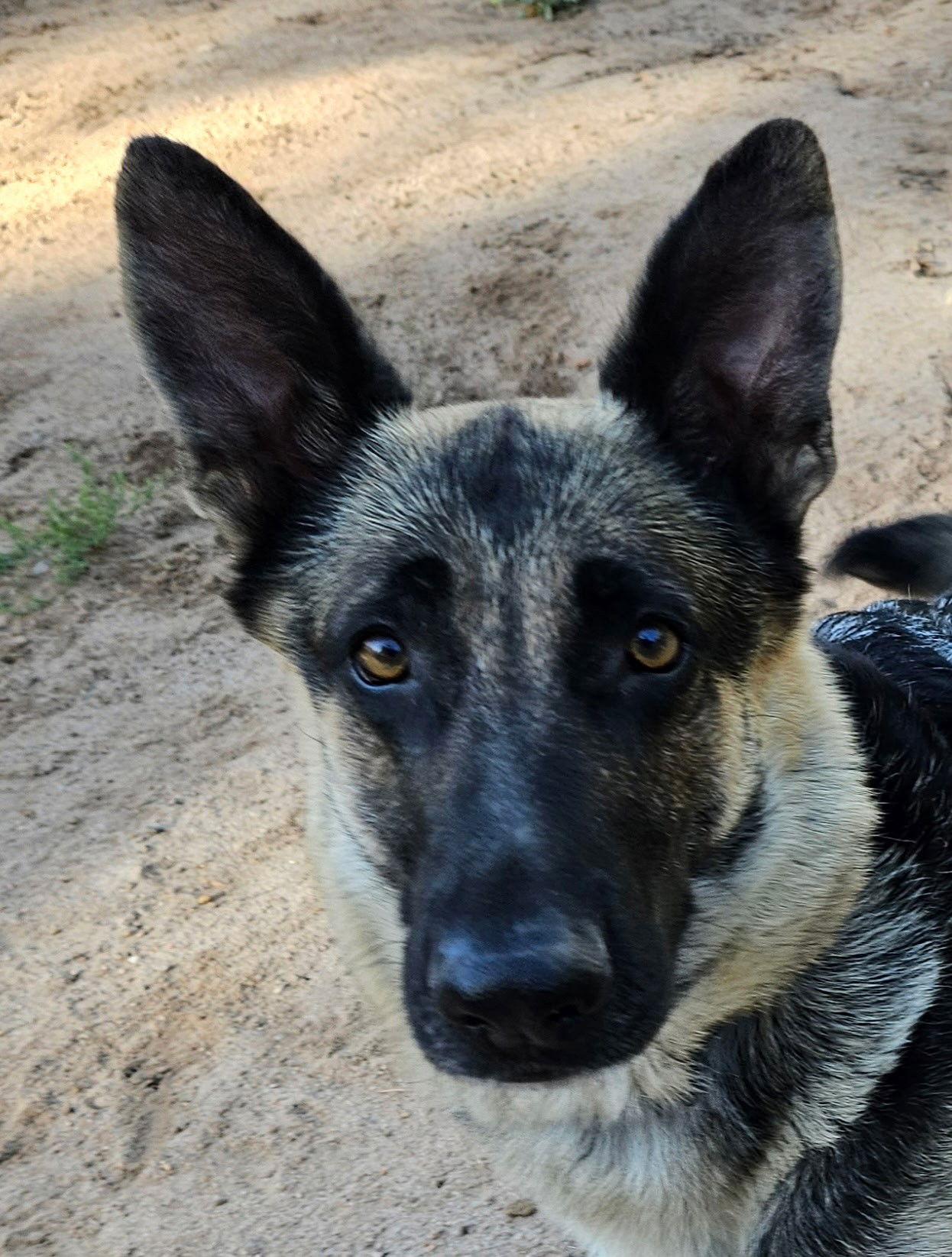 Mamma Mia, a Adoptable German Shepherd Dog in Lakewood, CO image 2/3