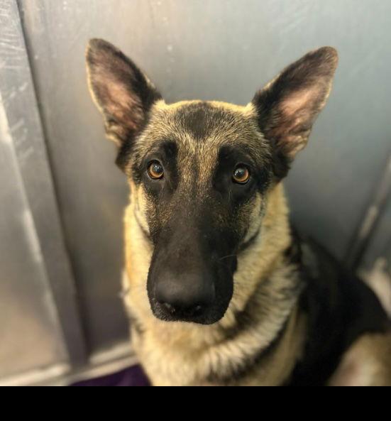 Mamma Mia, a Adoptable German Shepherd Dog in Lakewood, CO image 3/3