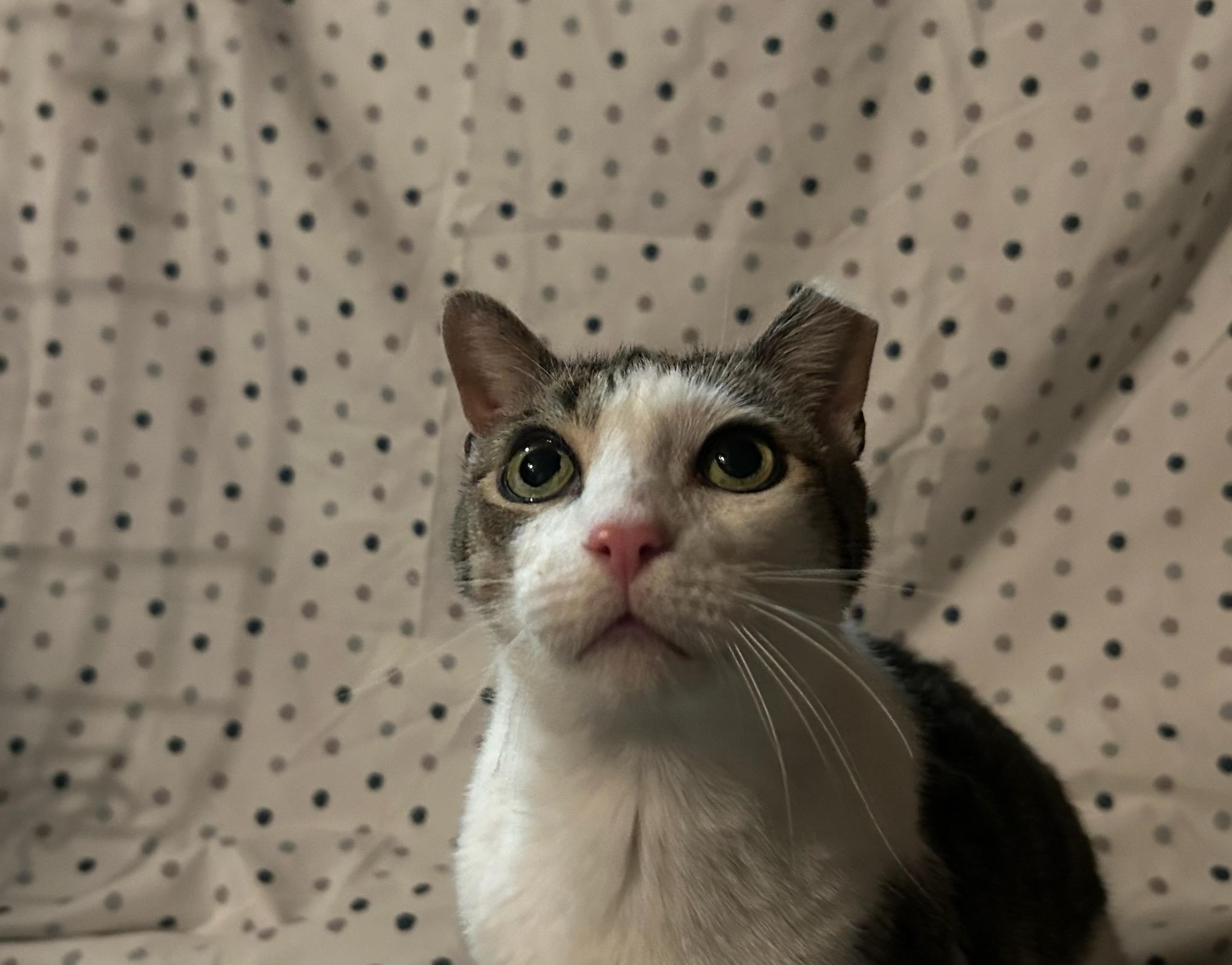 Todd, Adoptable, Adult Male Domestic Short Hair.