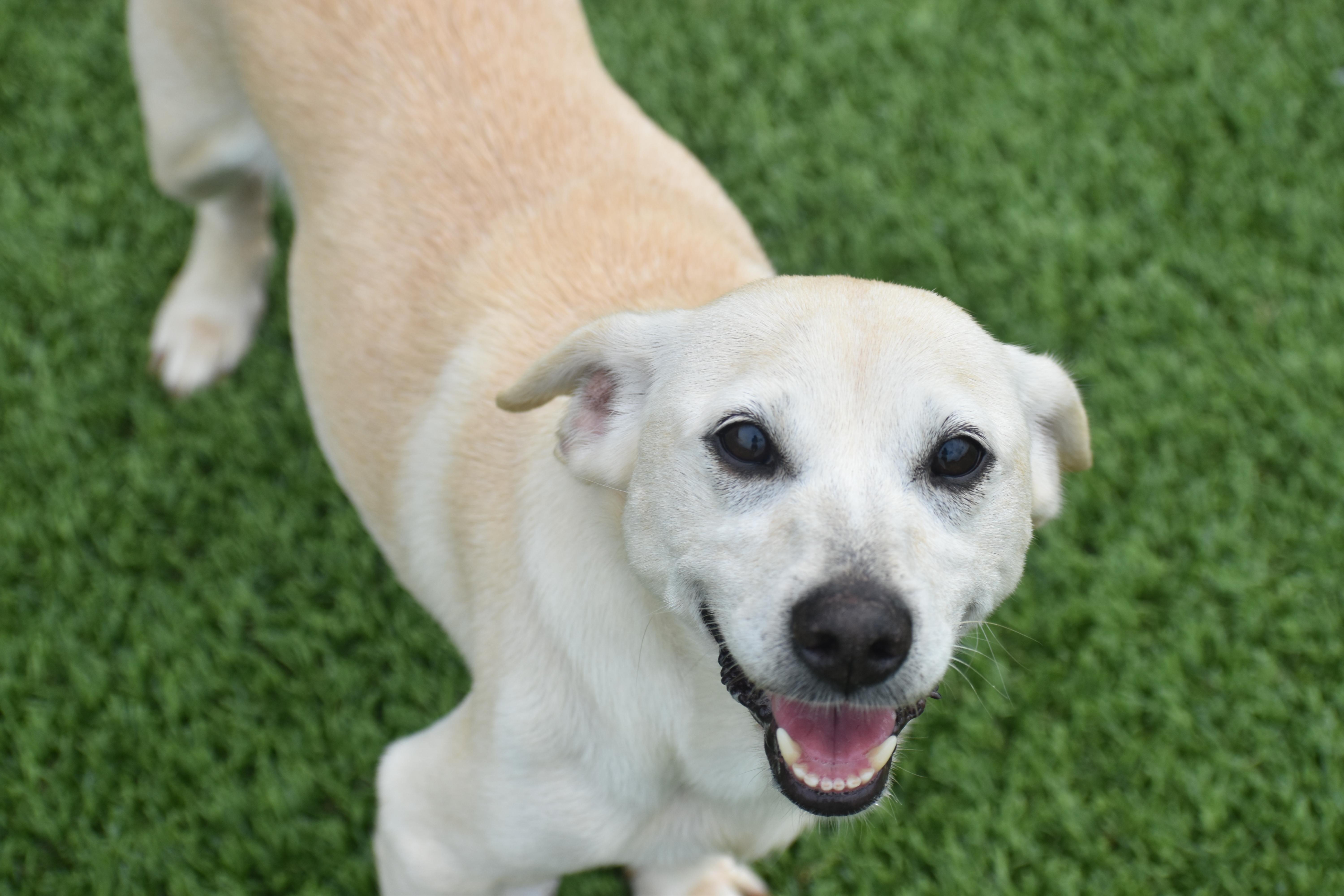 Enlarge Amora, a Adopted mixed breed in Auburn, NE image 3/6