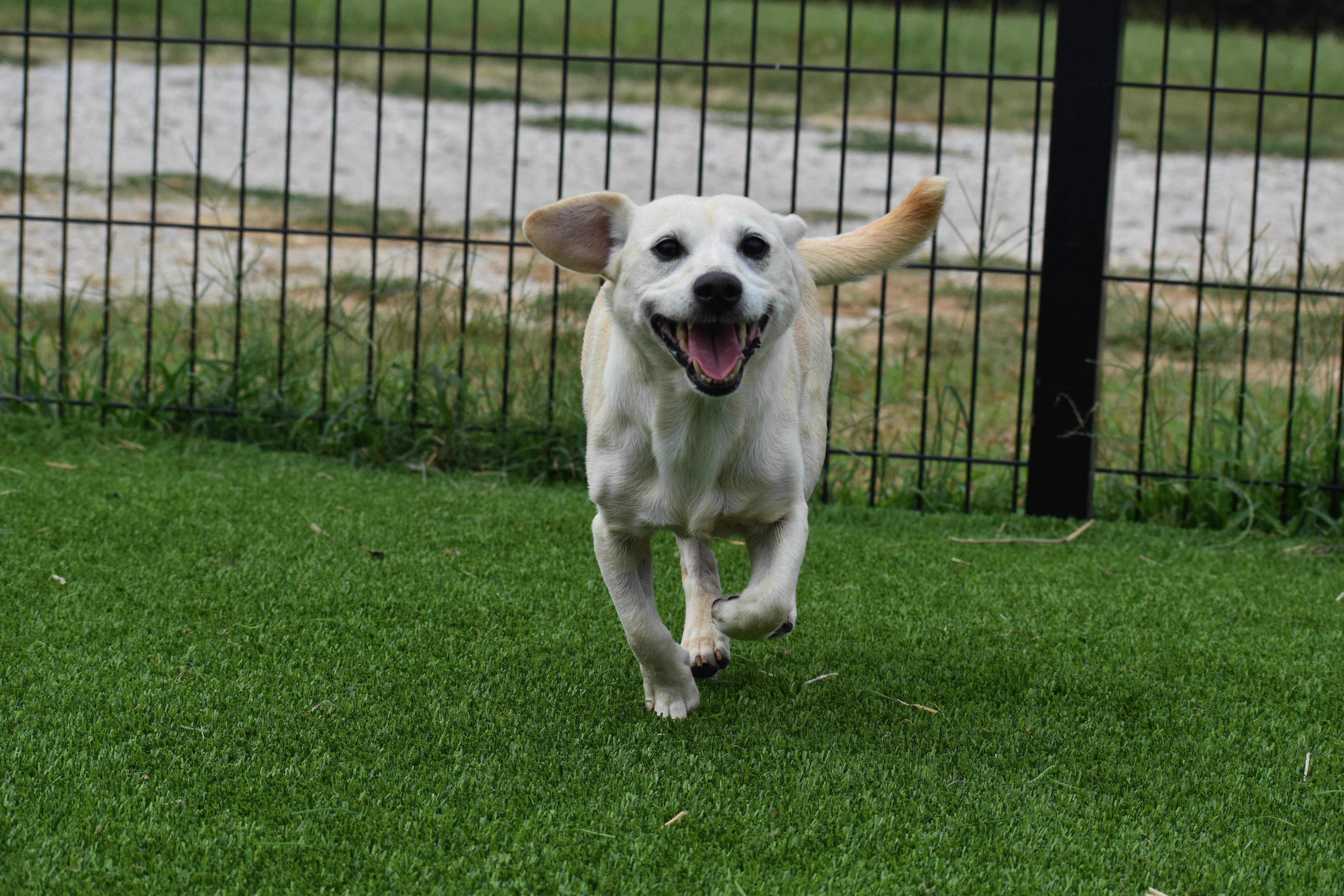 Enlarge Amora, a Adopted mixed breed in Auburn, NE image 4/6