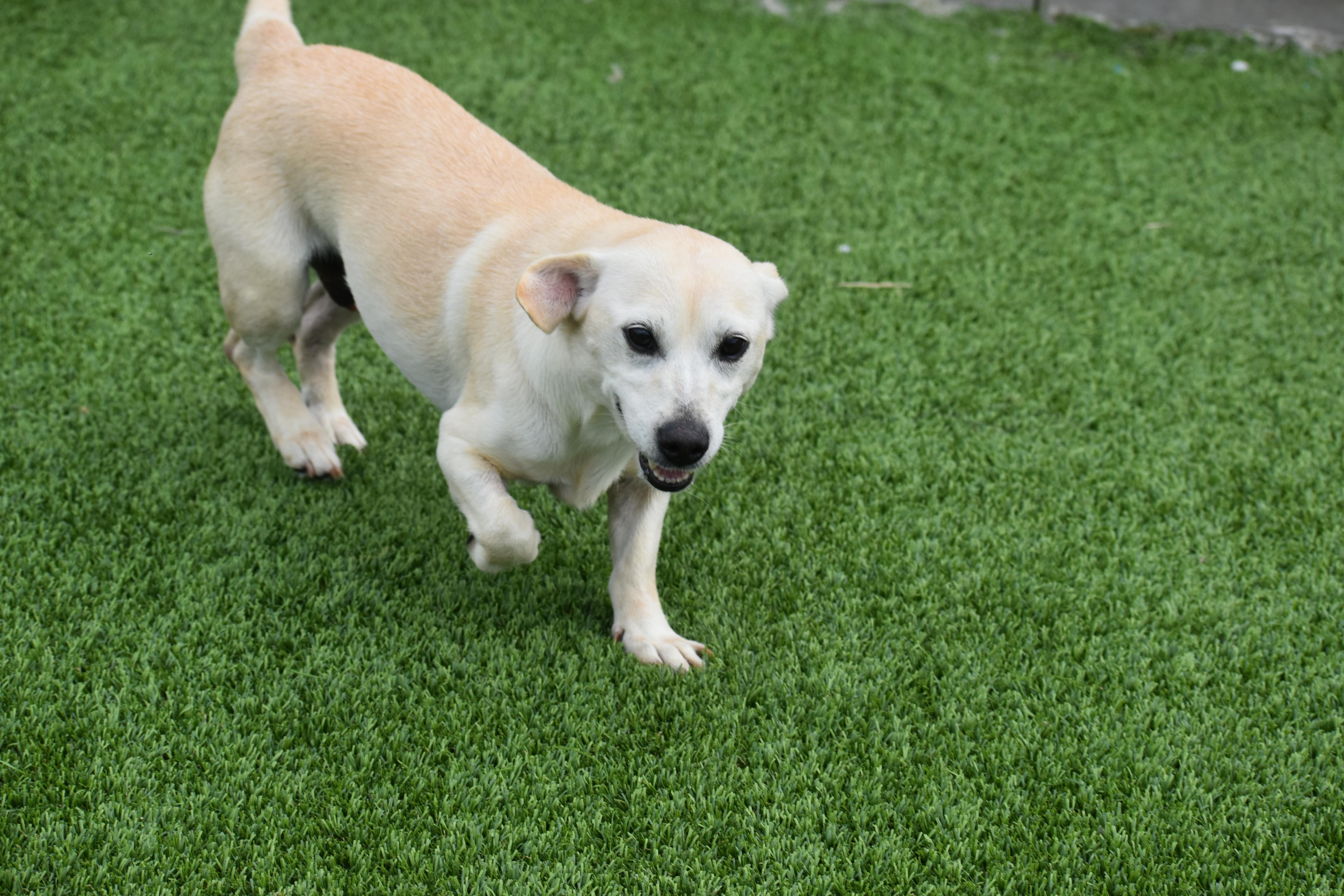 Enlarge Amora, a Adopted mixed breed in Auburn, NE image 5/6