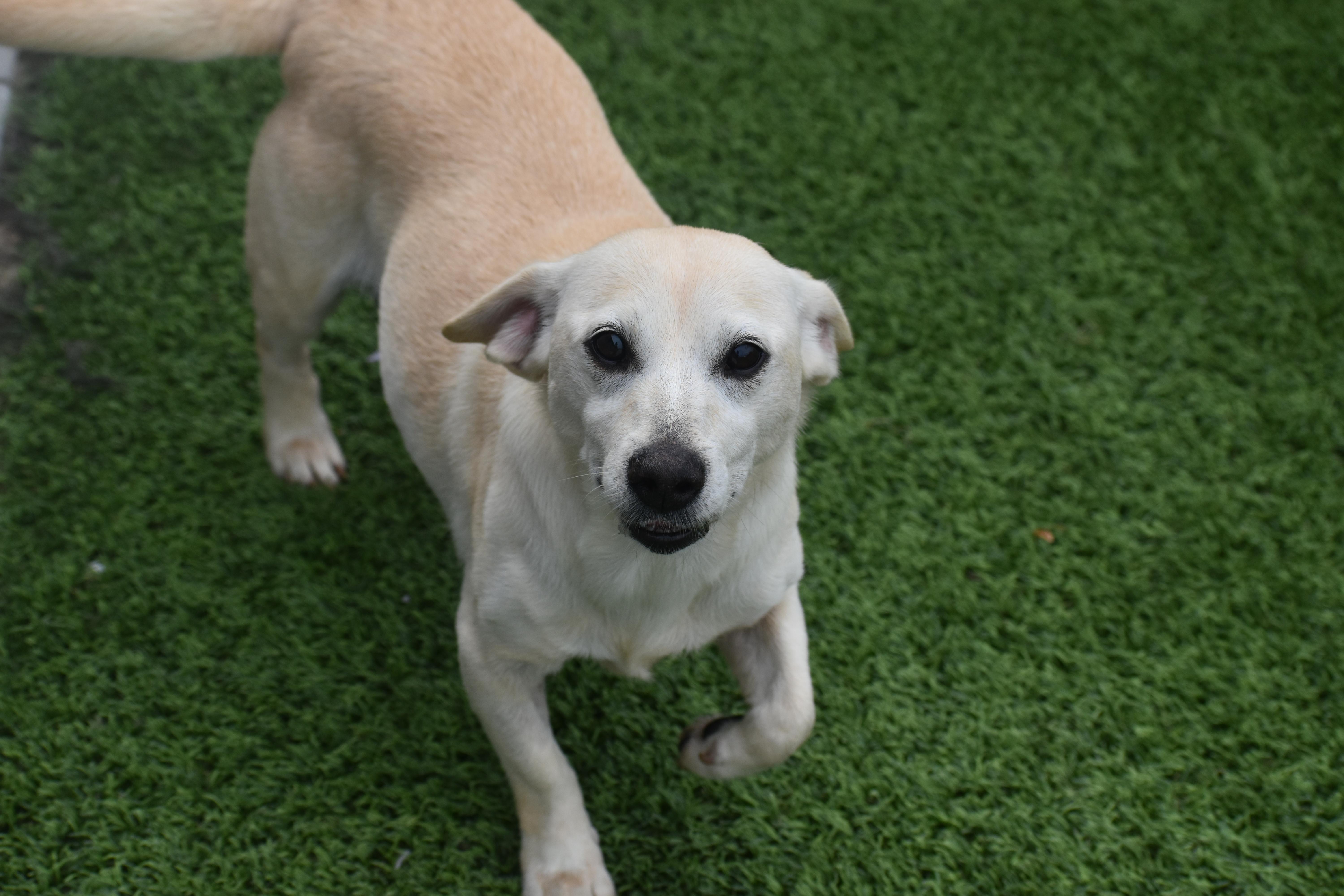 Enlarge Amora, a Adopted mixed breed in Auburn, NE image 2/6