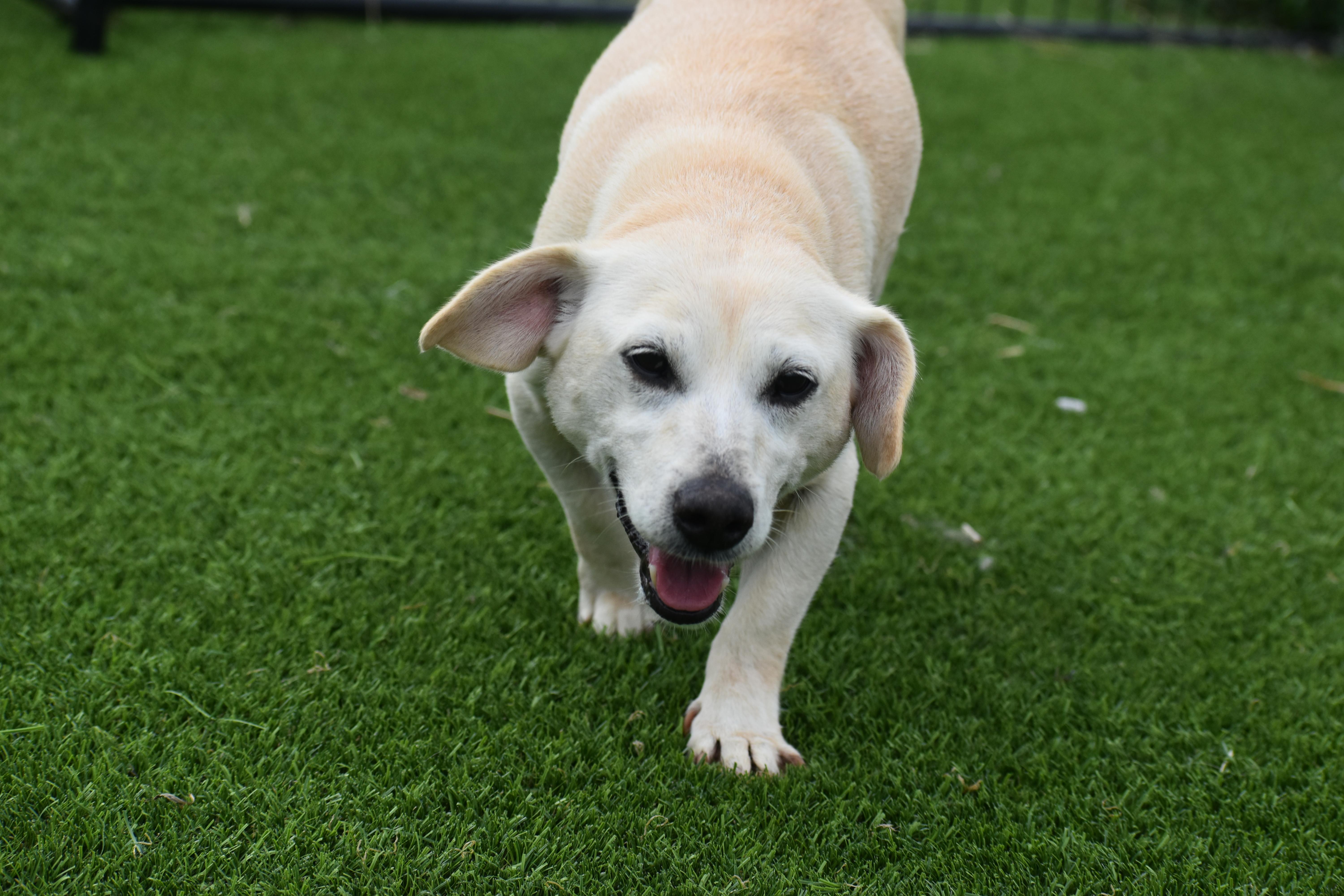 Enlarge Amora, a Adopted mixed breed in Auburn, NE image 6/6