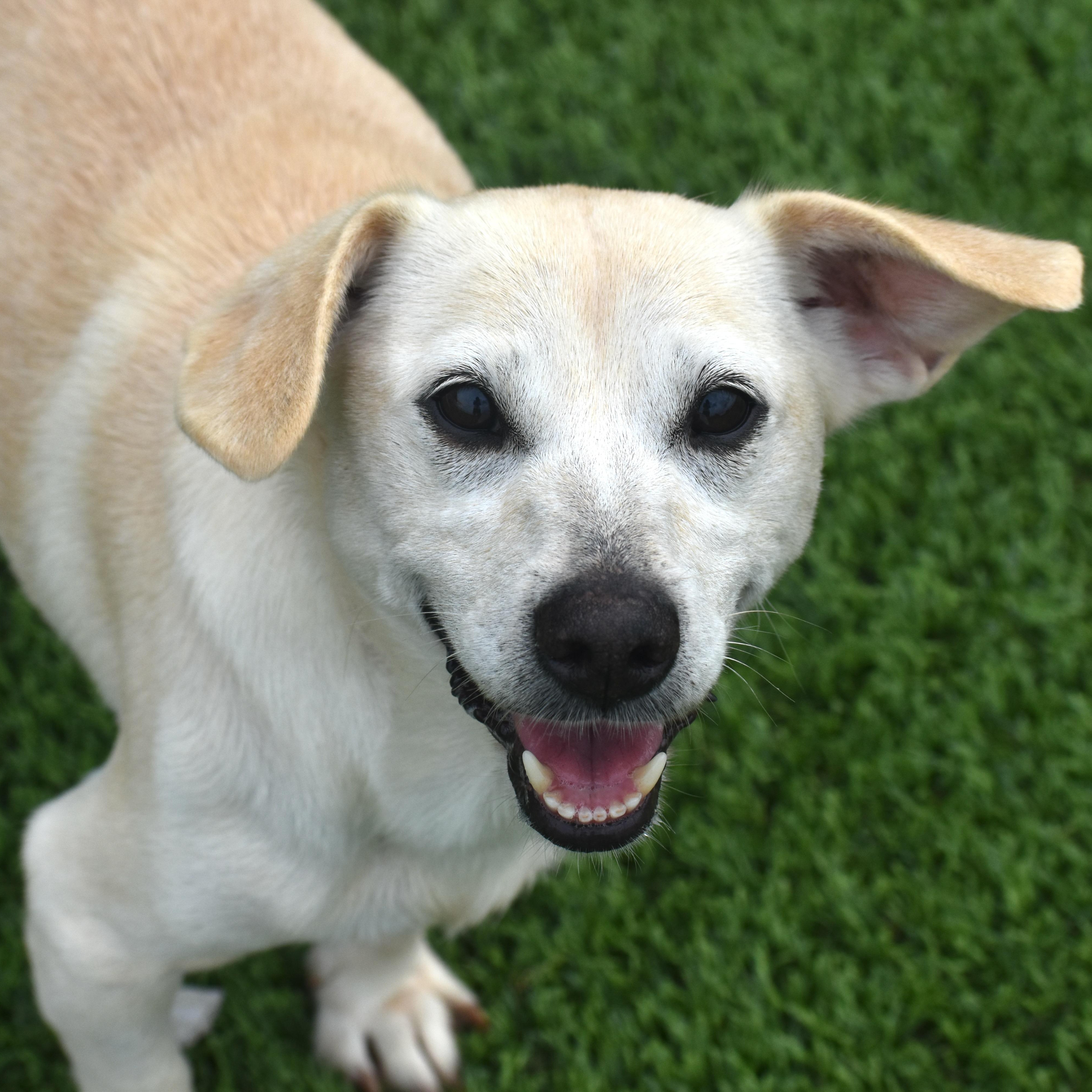 Amora, Adopted, Adult Female Terrier.