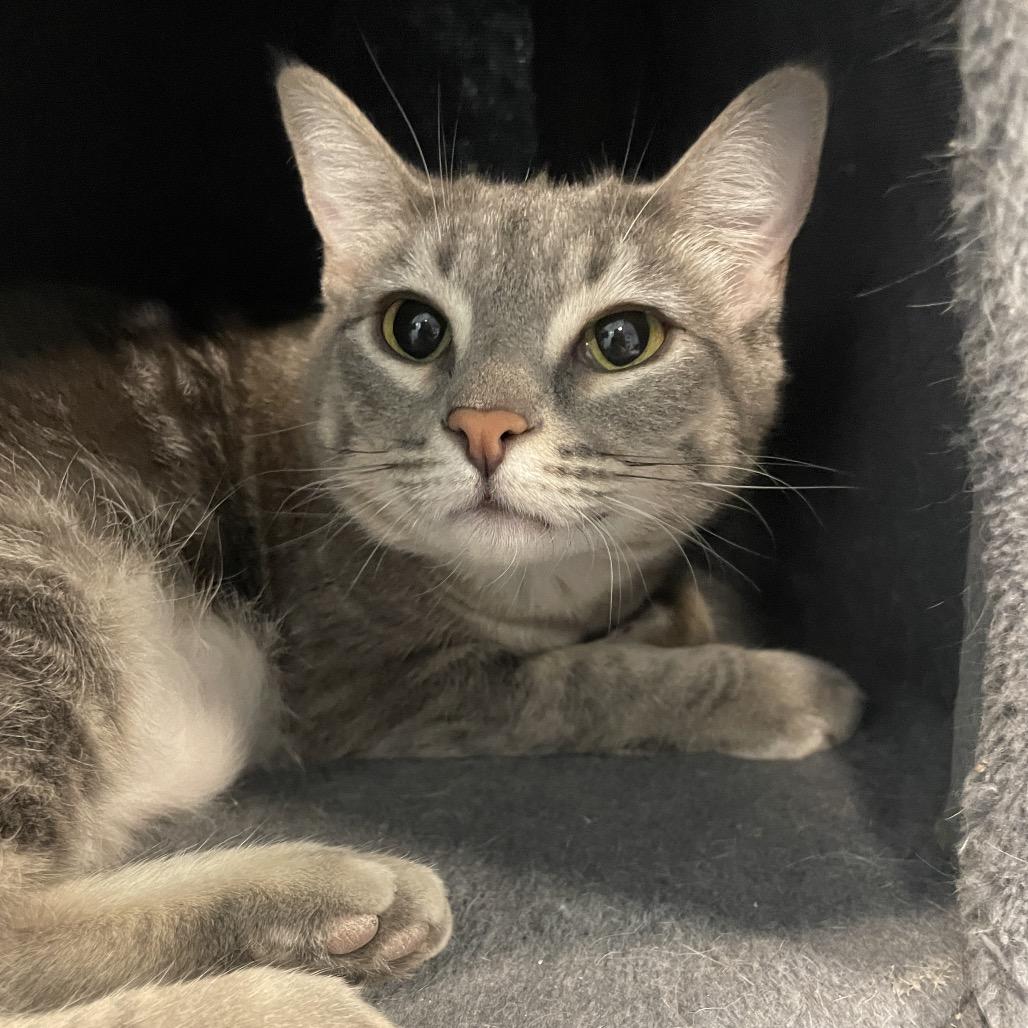 Abra, Adoptable, Young Female Domestic Short Hair.