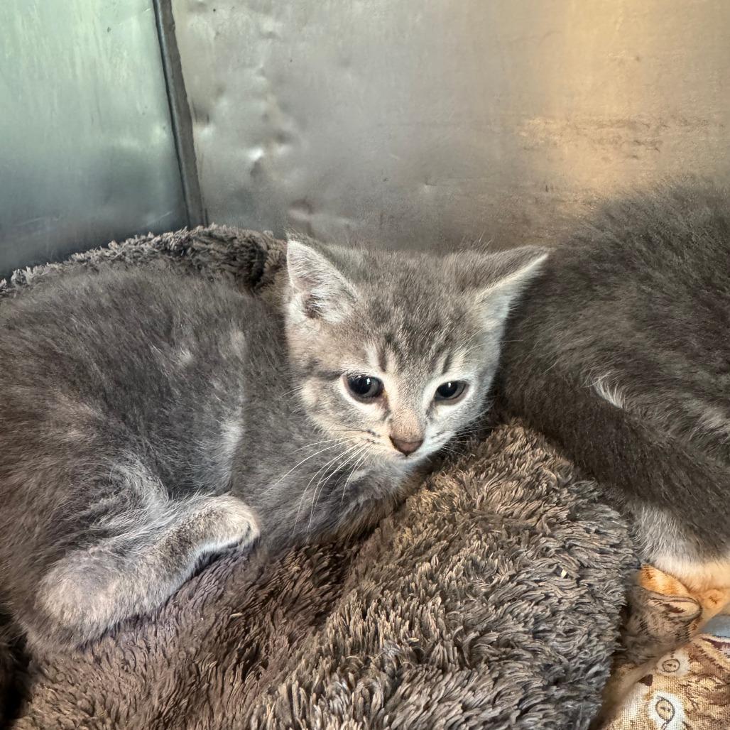 Abra, Adoptable, Young Female Domestic Short Hair.