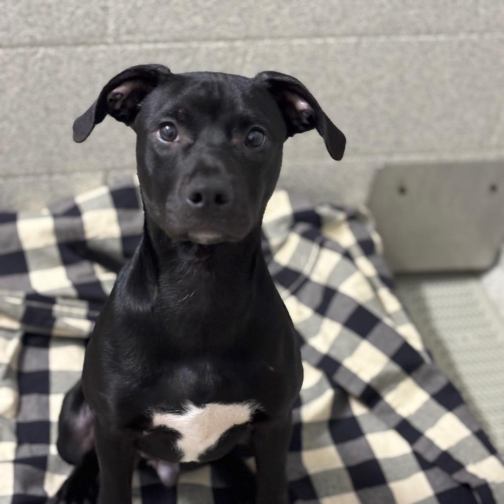 Winchester, Adoptable, Puppy Male Pit Bull Terrier & Chihuahua.