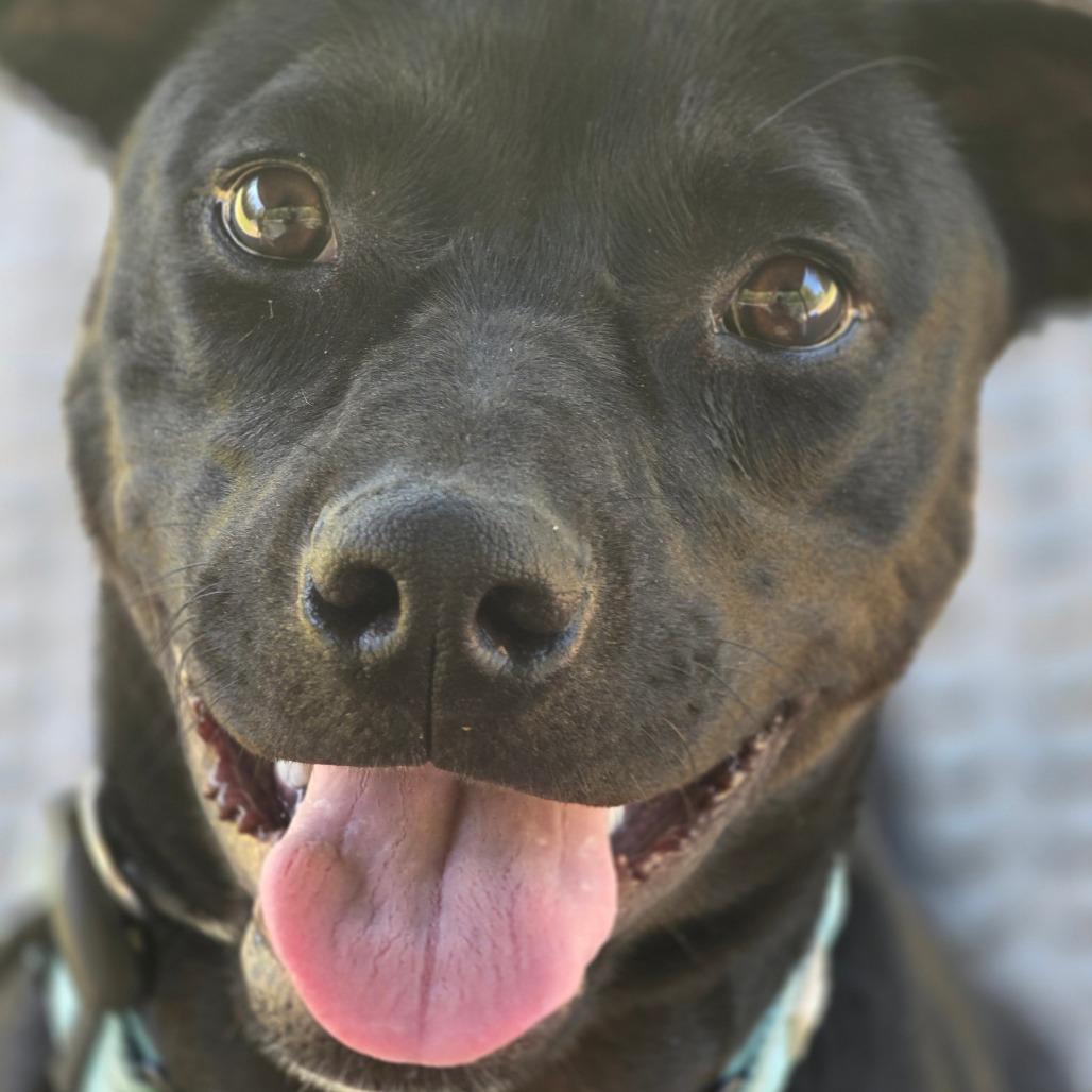Enlarge Winchester, a Adoptable mixed breed in Columbus, NC image 2/6