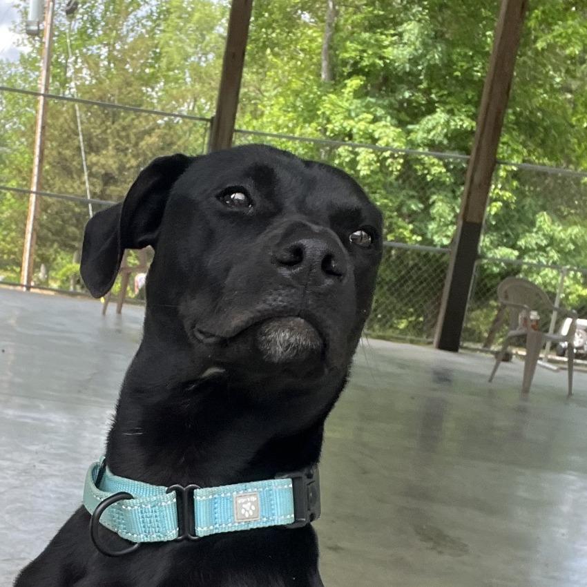 Enlarge Winchester, a Adoptable mixed breed in Columbus, NC image 3/6