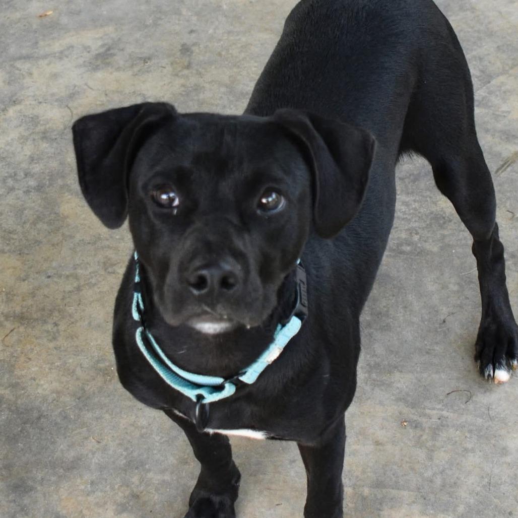 Enlarge Winchester, a Adoptable mixed breed in Columbus, NC image 4/6