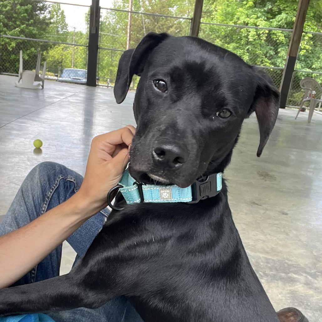 Enlarge Winchester, a Adoptable mixed breed in Columbus, NC image 5/6