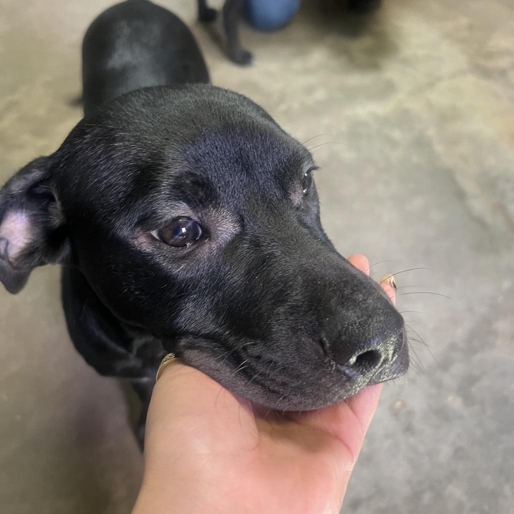 Winchester-Red collar, a Adoptable mixed breed in Columbus, NC image 3/3