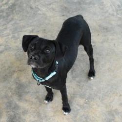 Enlarge Winchester, a Adoptable mixed breed in Columbus, NC image 6/6