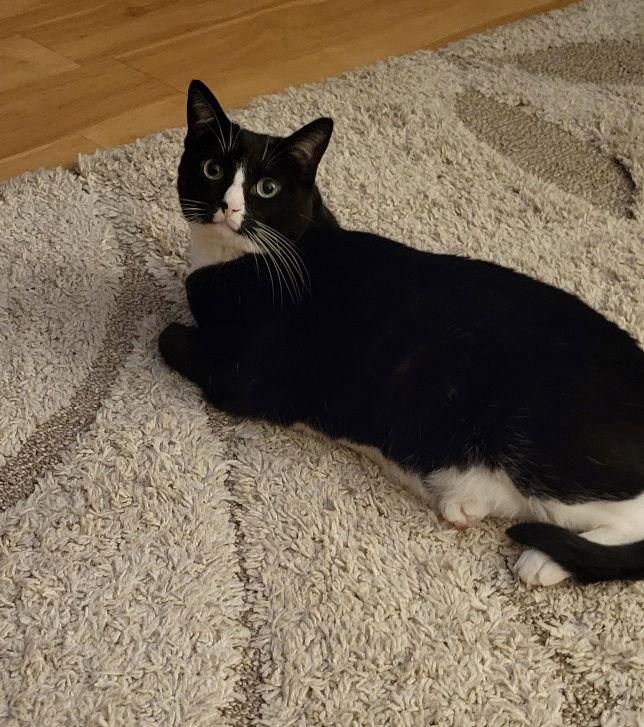 Sally, Adoptable, Adult Female Domestic Short Hair.