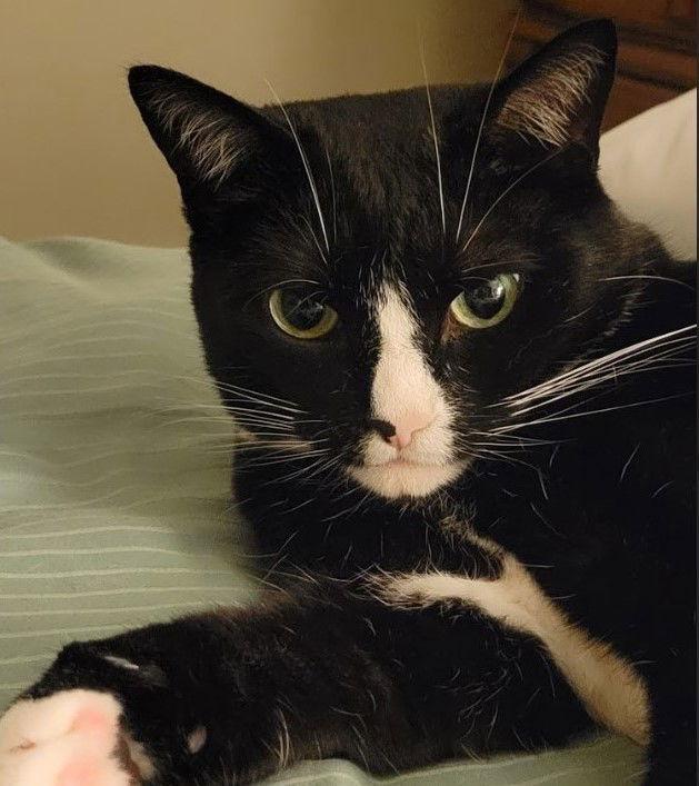 Sally, a Adoptable Domestic Short Hair image 2/3