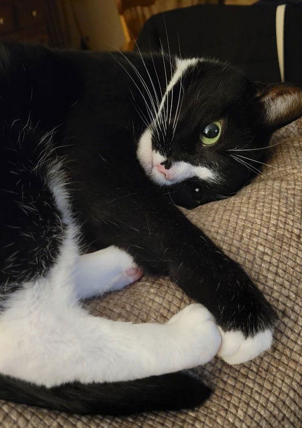 Sally, a Adoptable Domestic Short Hair image 3/3