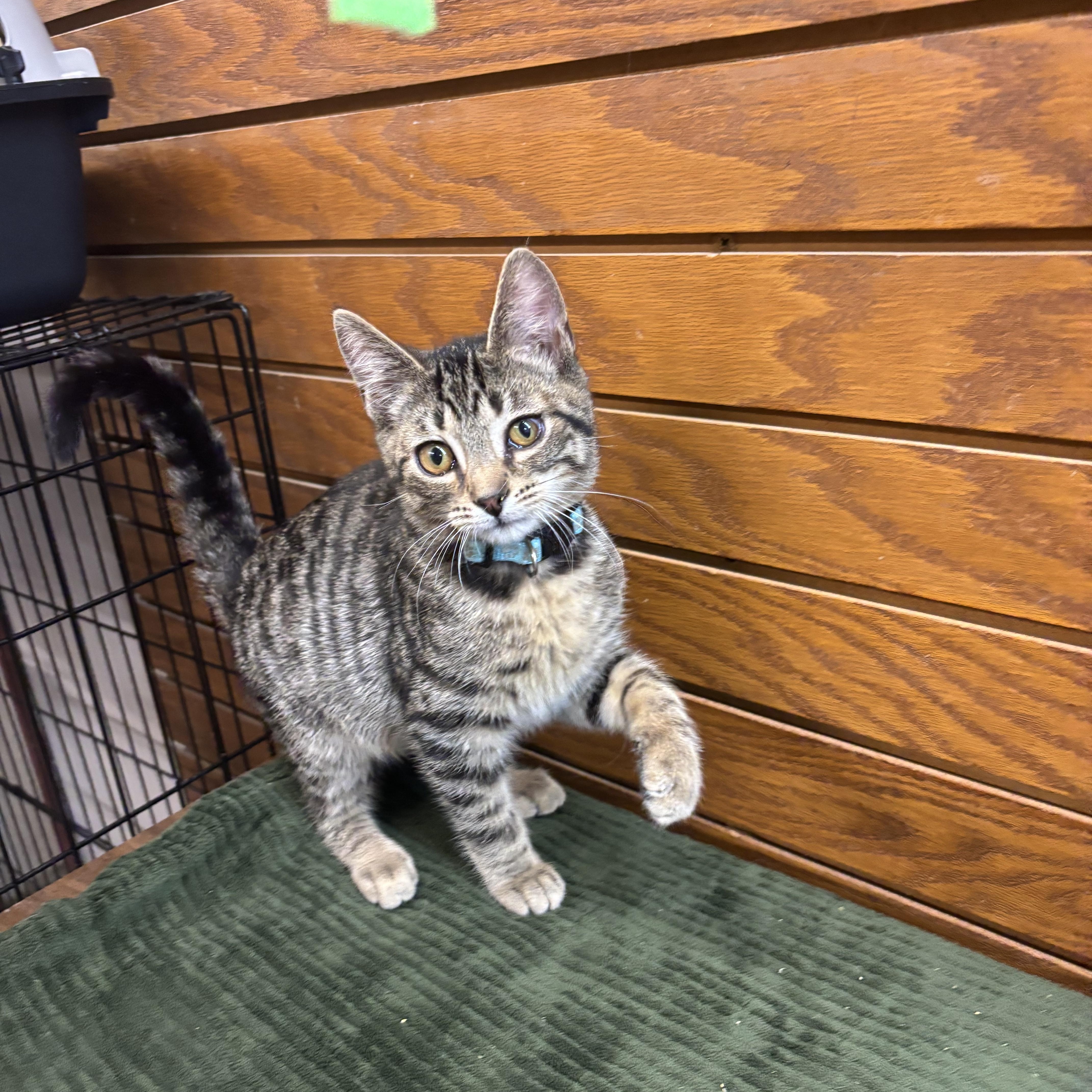 Enlarge Spanky , a Adoptable mixed breed in Coldwater, MI image 2/5