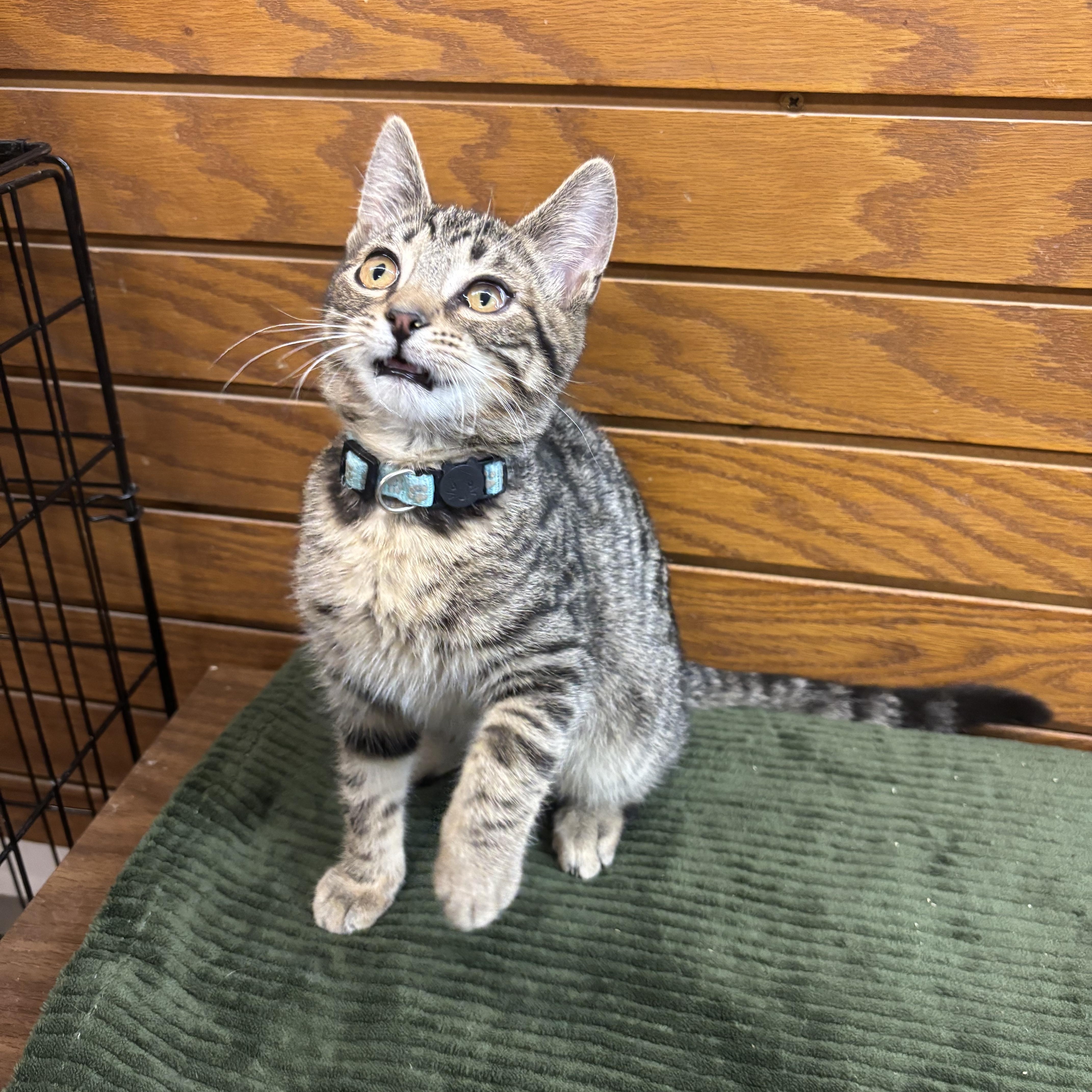 Spanky , Adoptable, Kitten Male Domestic Short Hair.