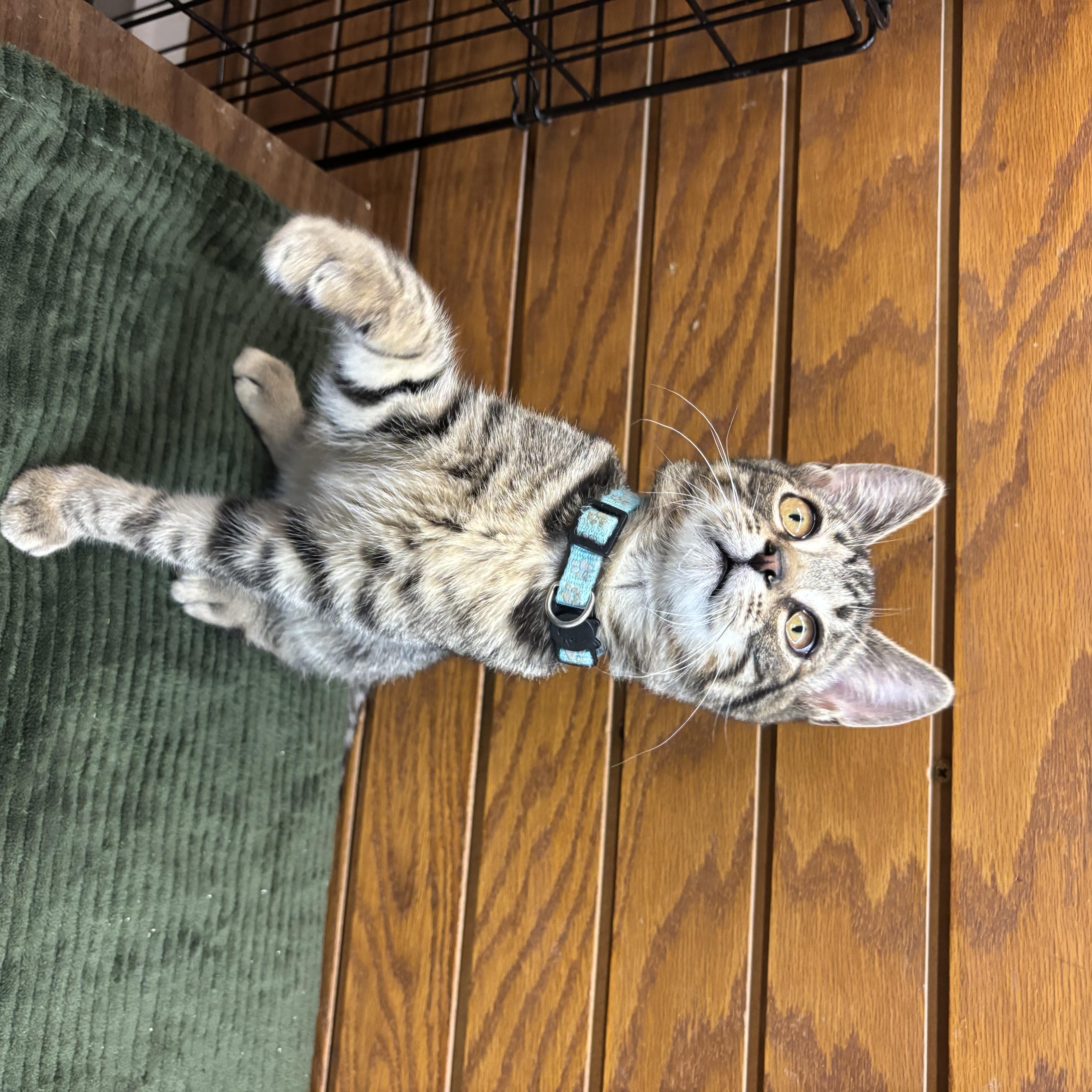 Enlarge Spanky , a Adoptable mixed breed in Coldwater, MI image 4/5