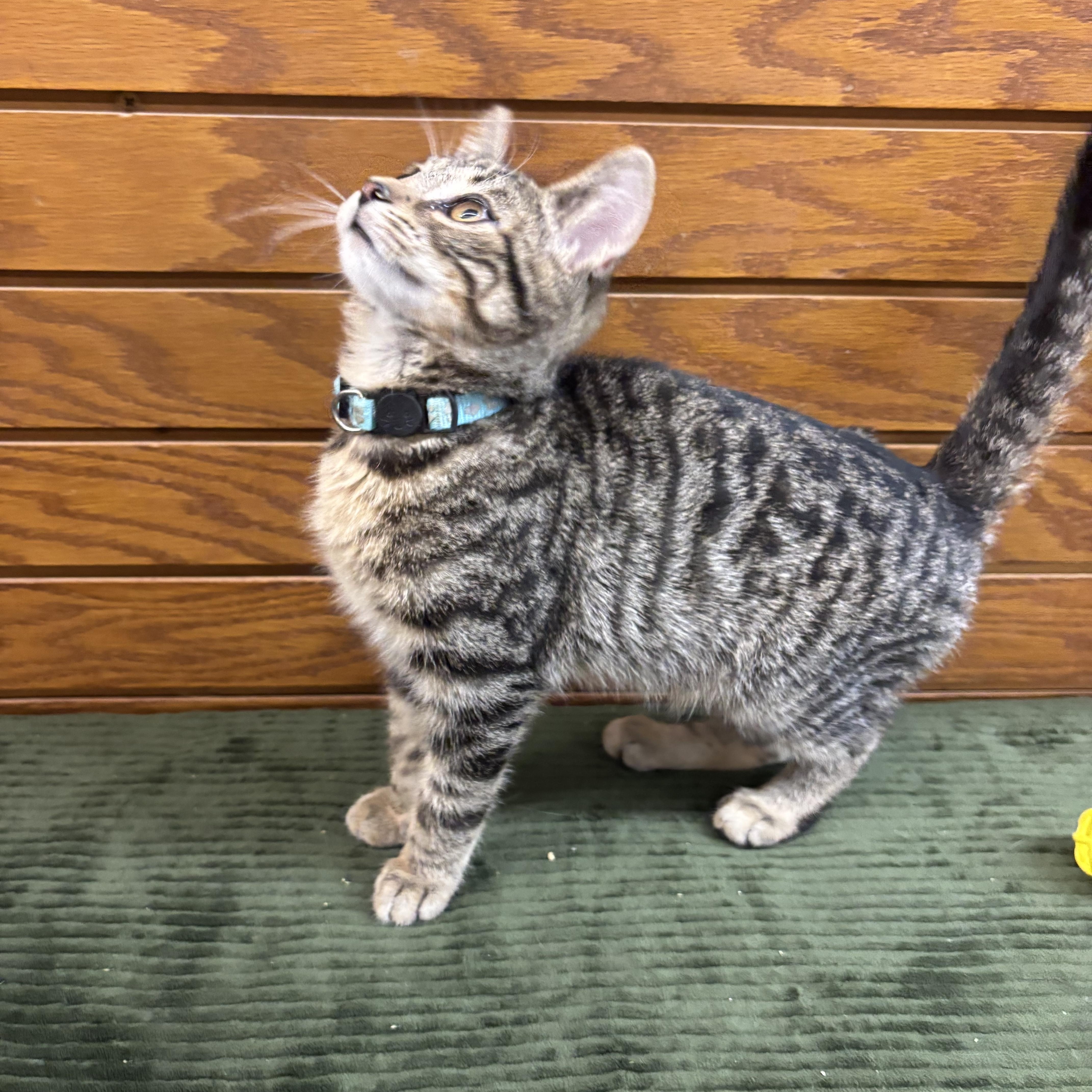 Enlarge Spanky , a Adoptable mixed breed in Coldwater, MI image 5/5