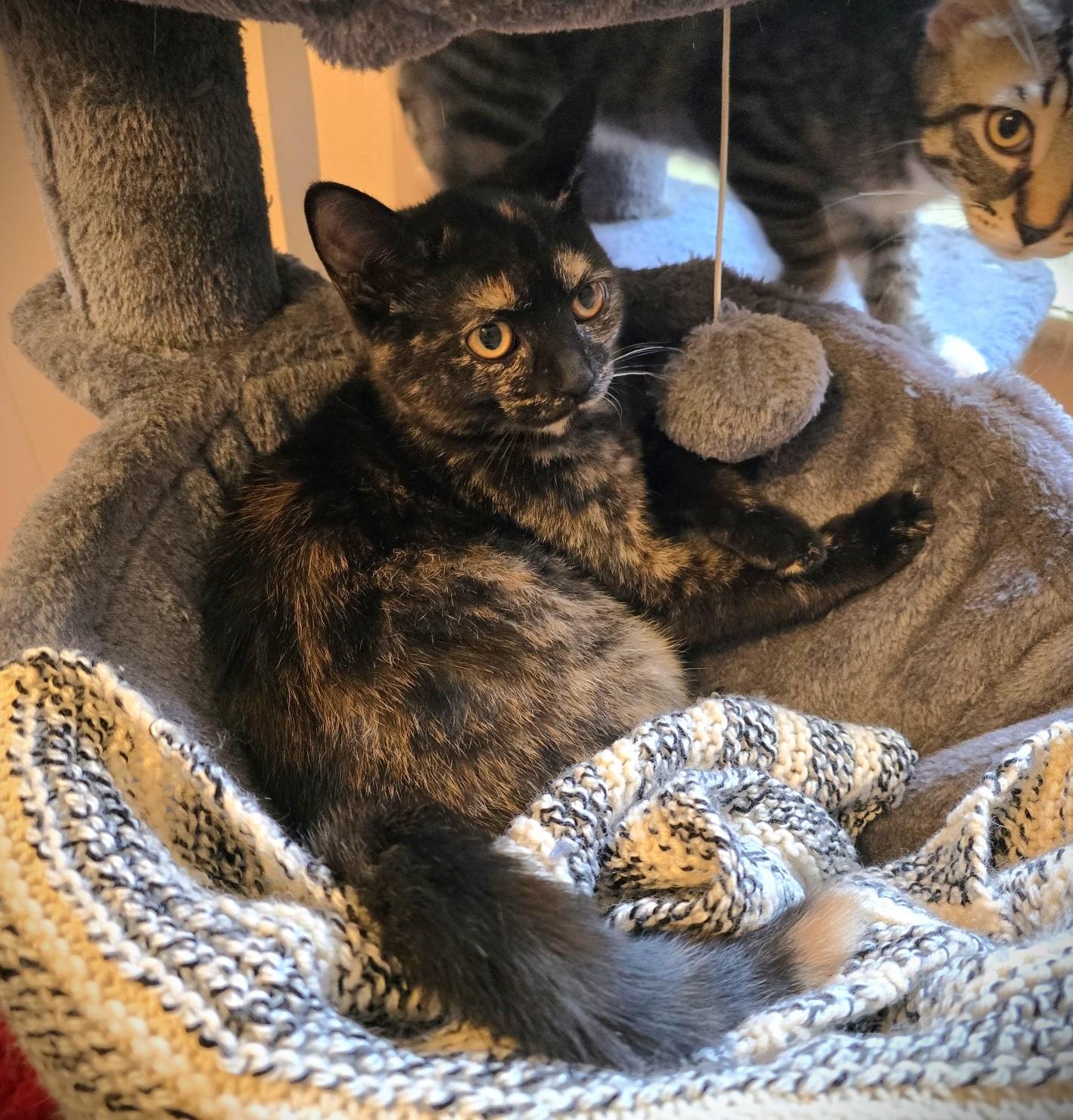 Mercedes, Adoptable, Kitten Female Domestic Short Hair.