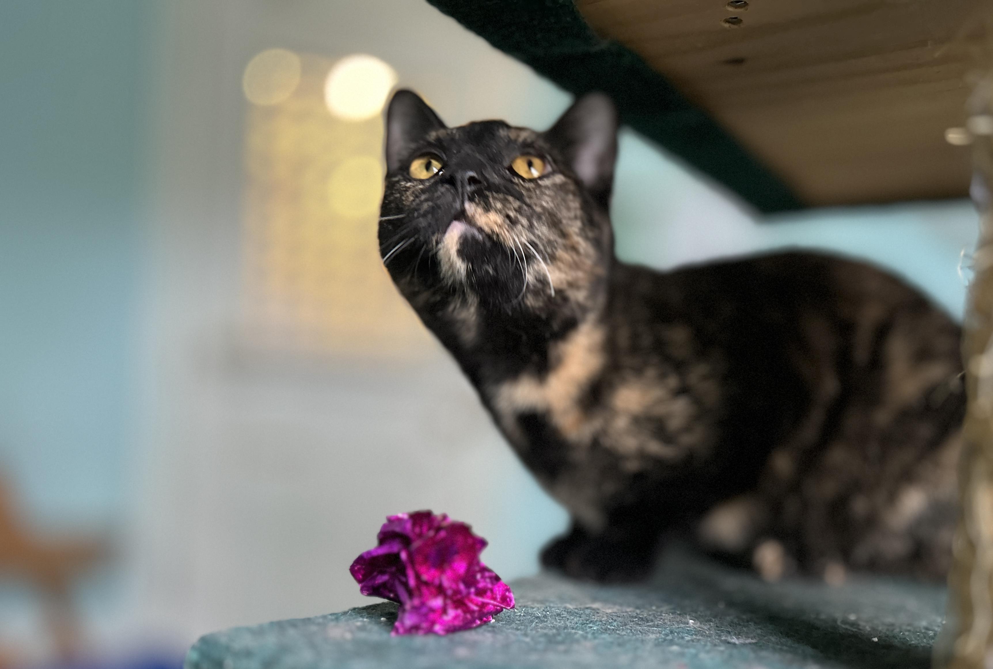 Enlarge Mercedes, a Adoptable Domestic Short Hair in Guelph, ON image 1/5