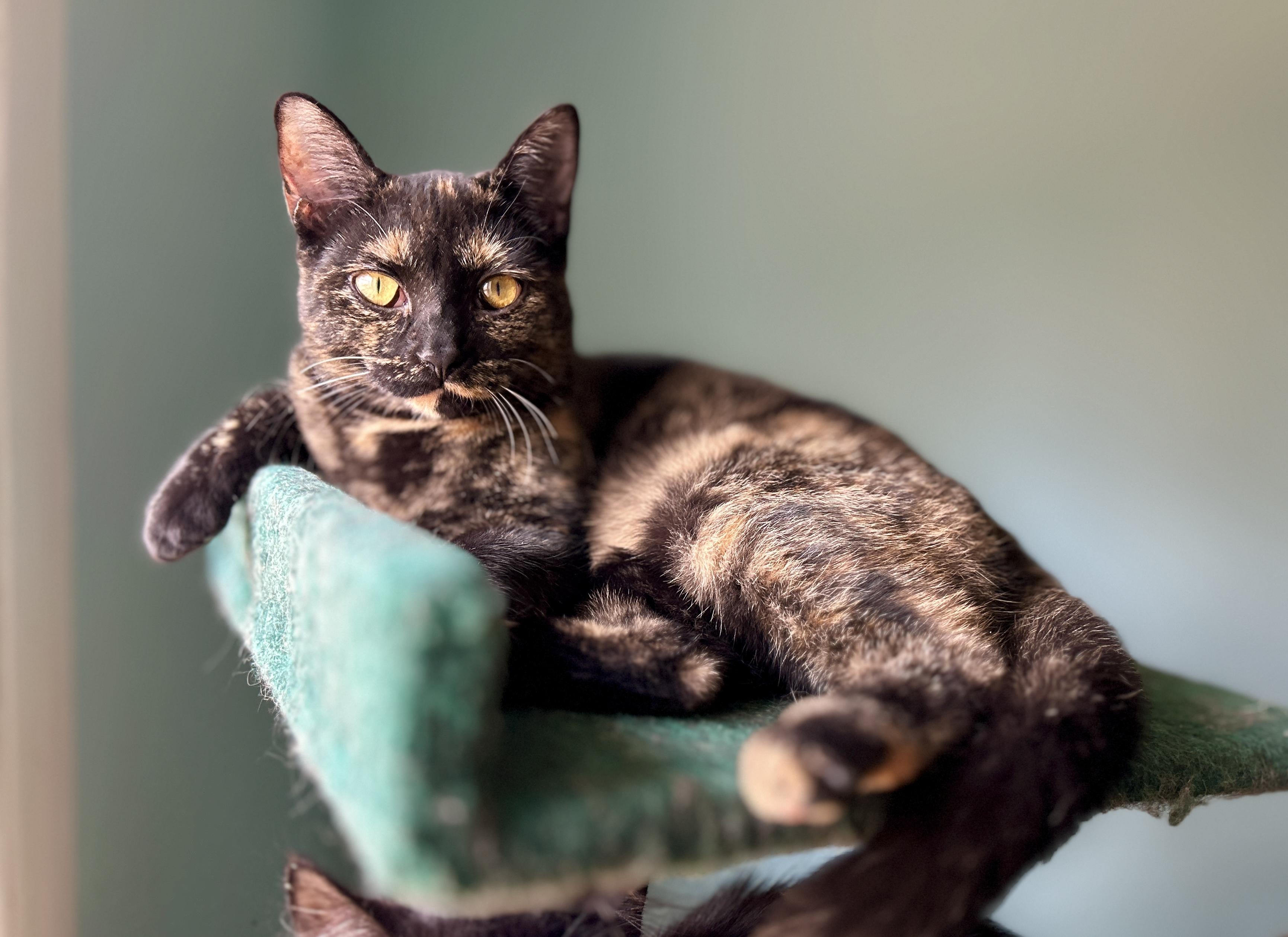 Enlarge Mercedes, a Adoptable Domestic Short Hair in Guelph, ON image 2/5