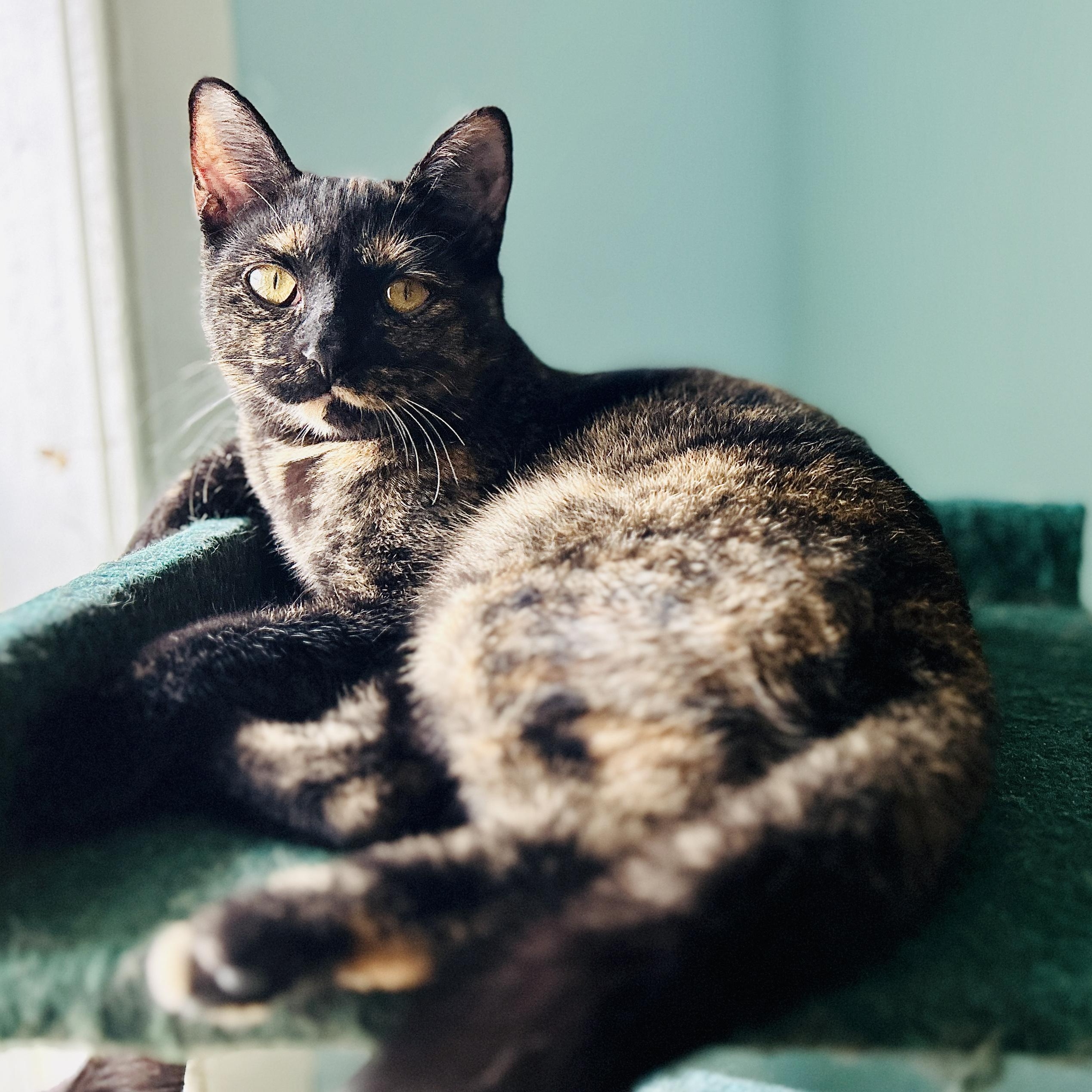 Mercedes, Adoptable, Kitten Female Domestic Short Hair.