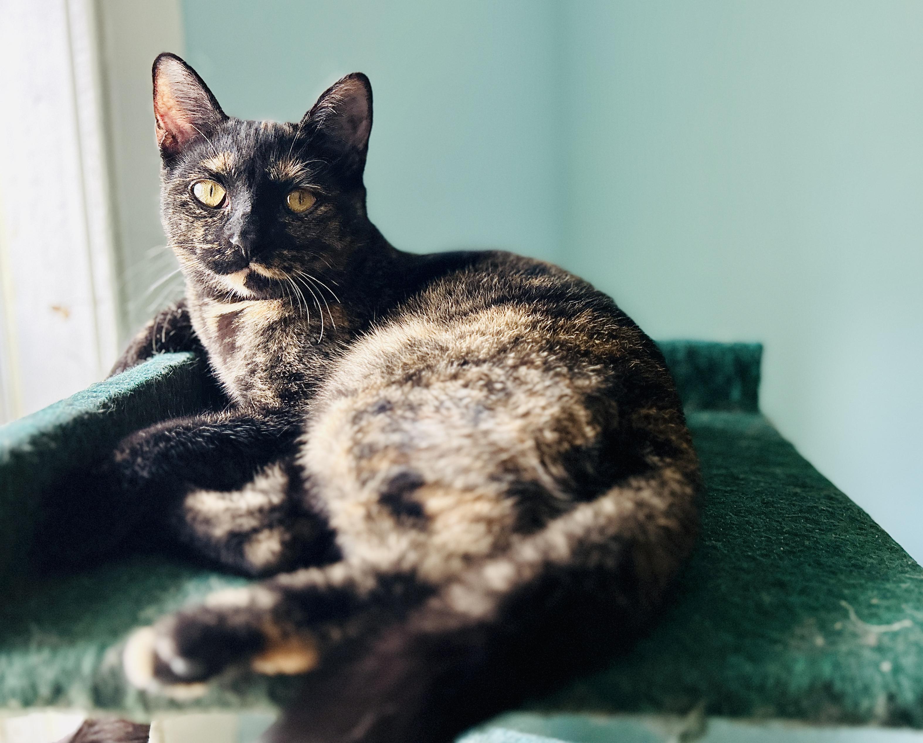 Enlarge Mercedes, a Adoptable Domestic Short Hair in Guelph, ON image 4/5