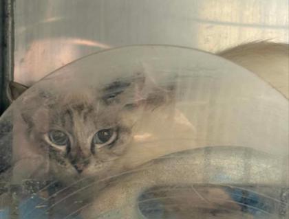 Francis-Barn cat, Adoptable, Kitten Female Domestic Medium Hair & Domestic Short Hair.