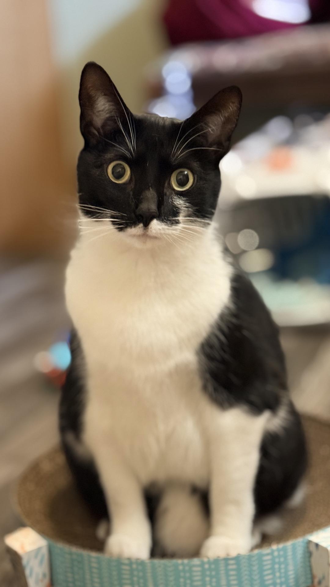 Enlarge Shrimp, a ADOPTABLE Domestic Short Hair in Columbus, OH image 2/5