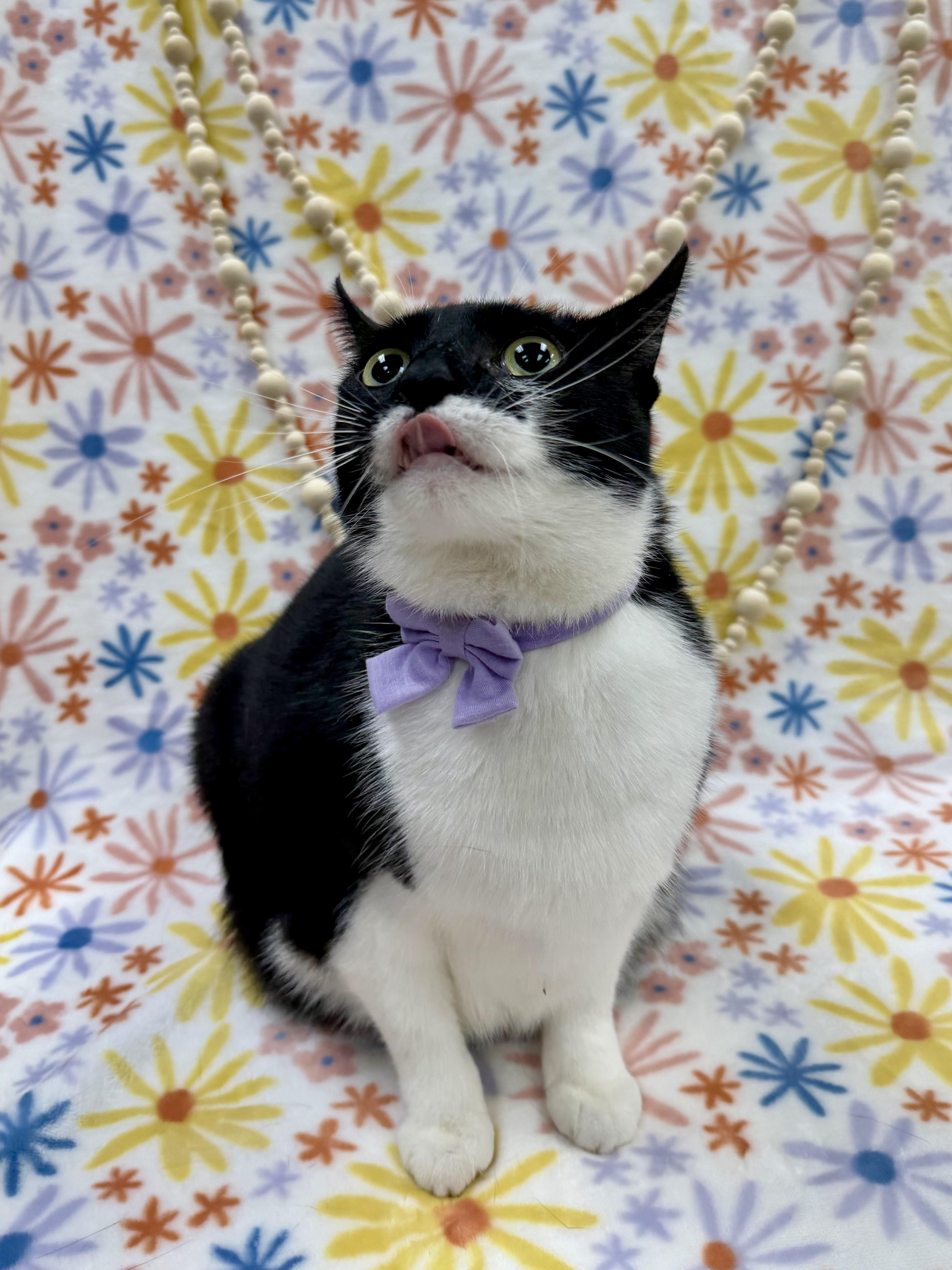 Enlarge Shrimp, a ADOPTABLE Domestic Short Hair in Columbus, OH image 5/5