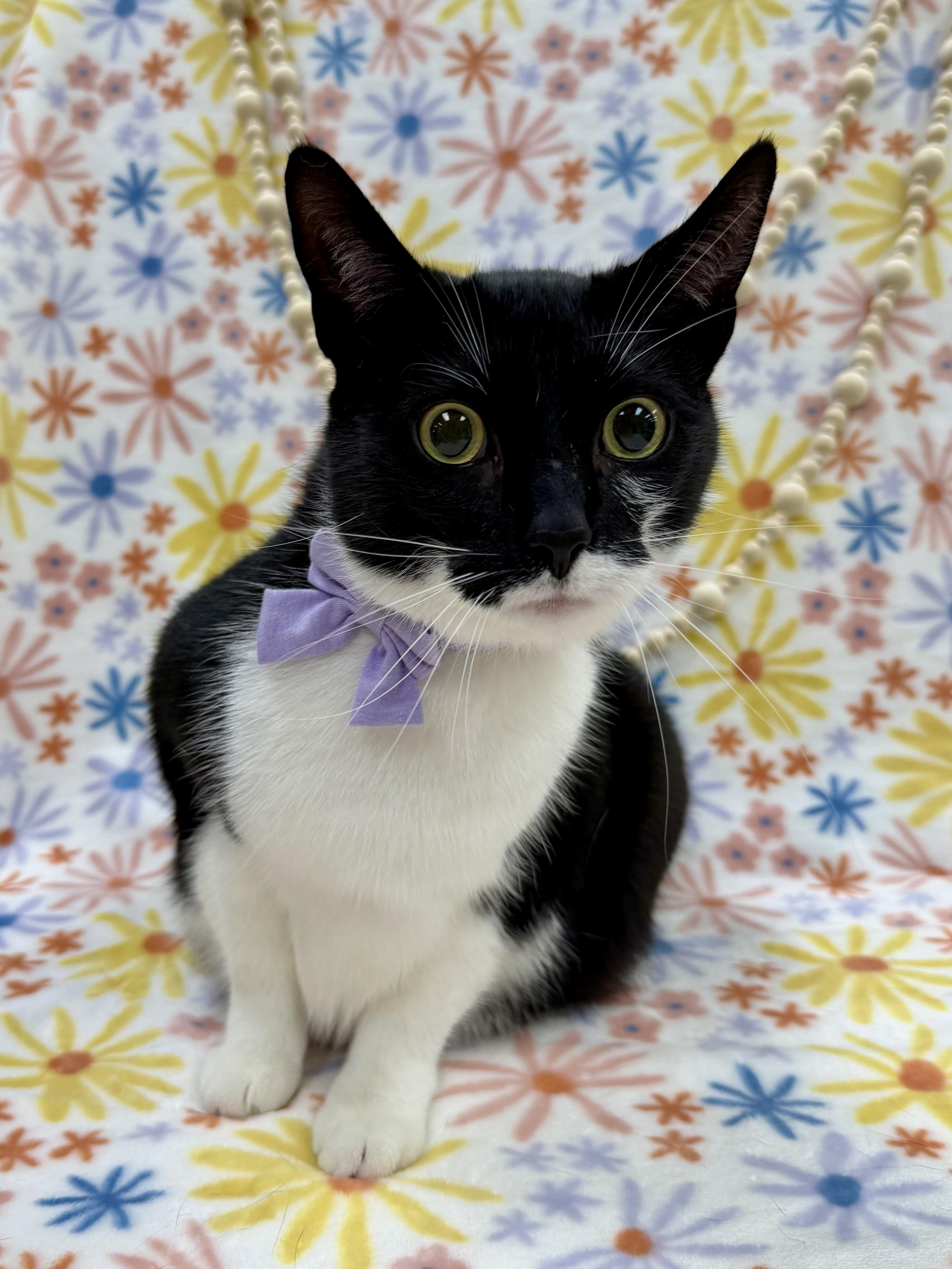 Enlarge Shrimp, a ADOPTABLE Domestic Short Hair in Columbus, OH image 3/5