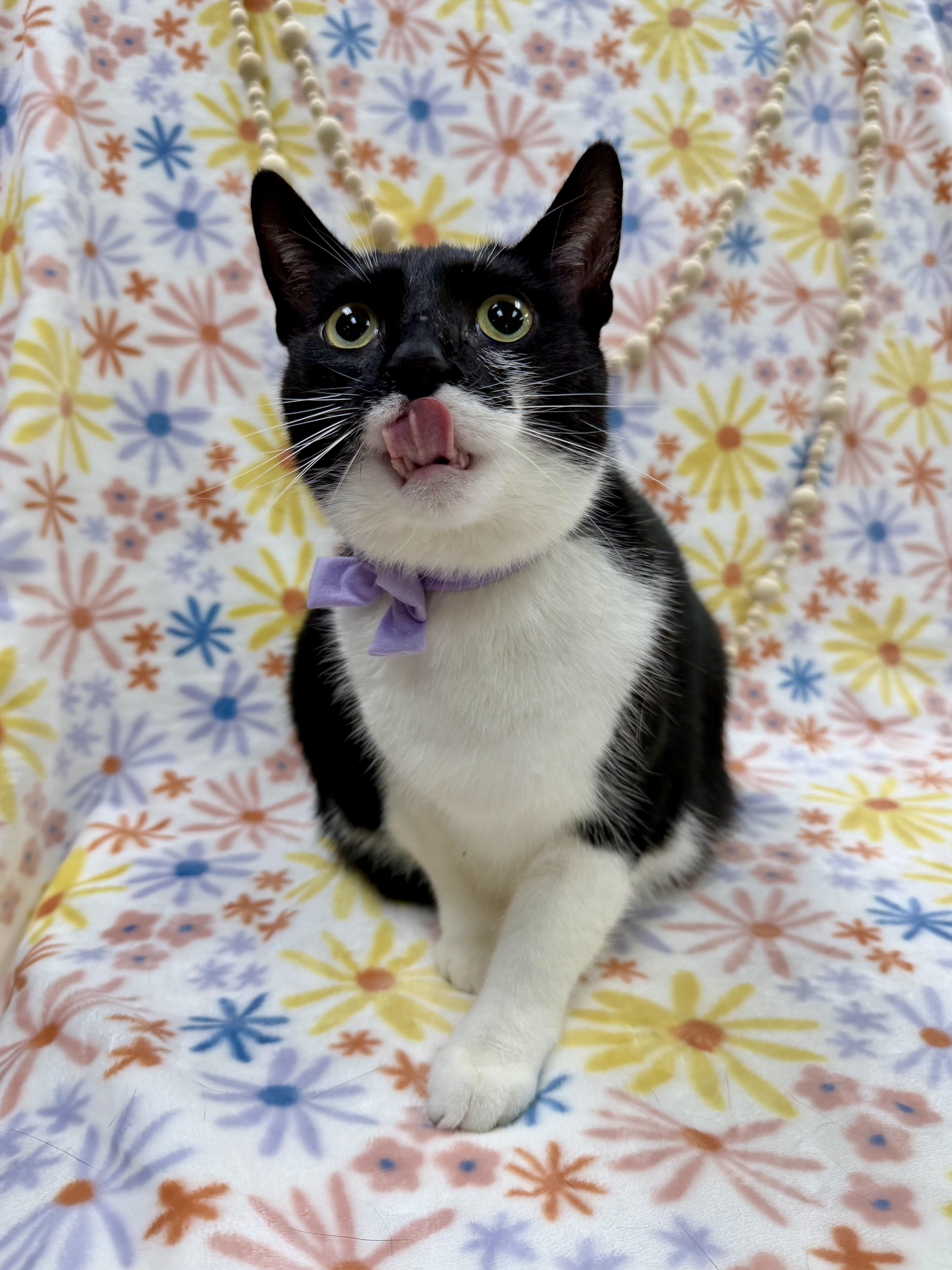 Enlarge Shrimp, a ADOPTABLE Domestic Short Hair in Columbus, OH image 1/5