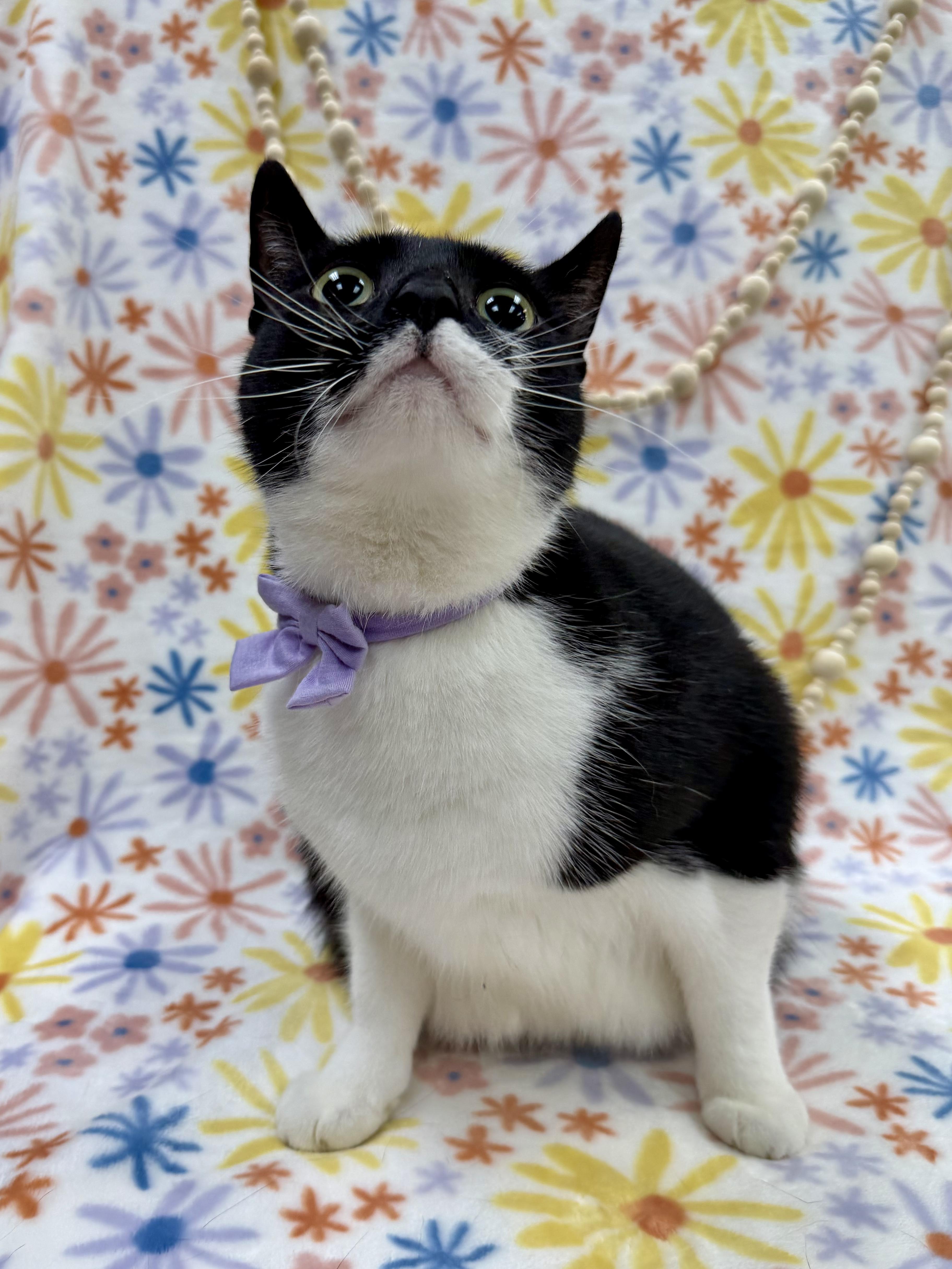 Enlarge Shrimp, a ADOPTABLE Domestic Short Hair in Columbus, OH image 4/5