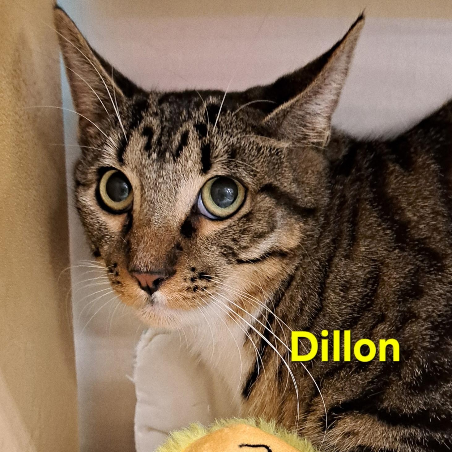Dillon (call 602-692-1499 to meet Dillon), Adoptable, Young Male Tabby.