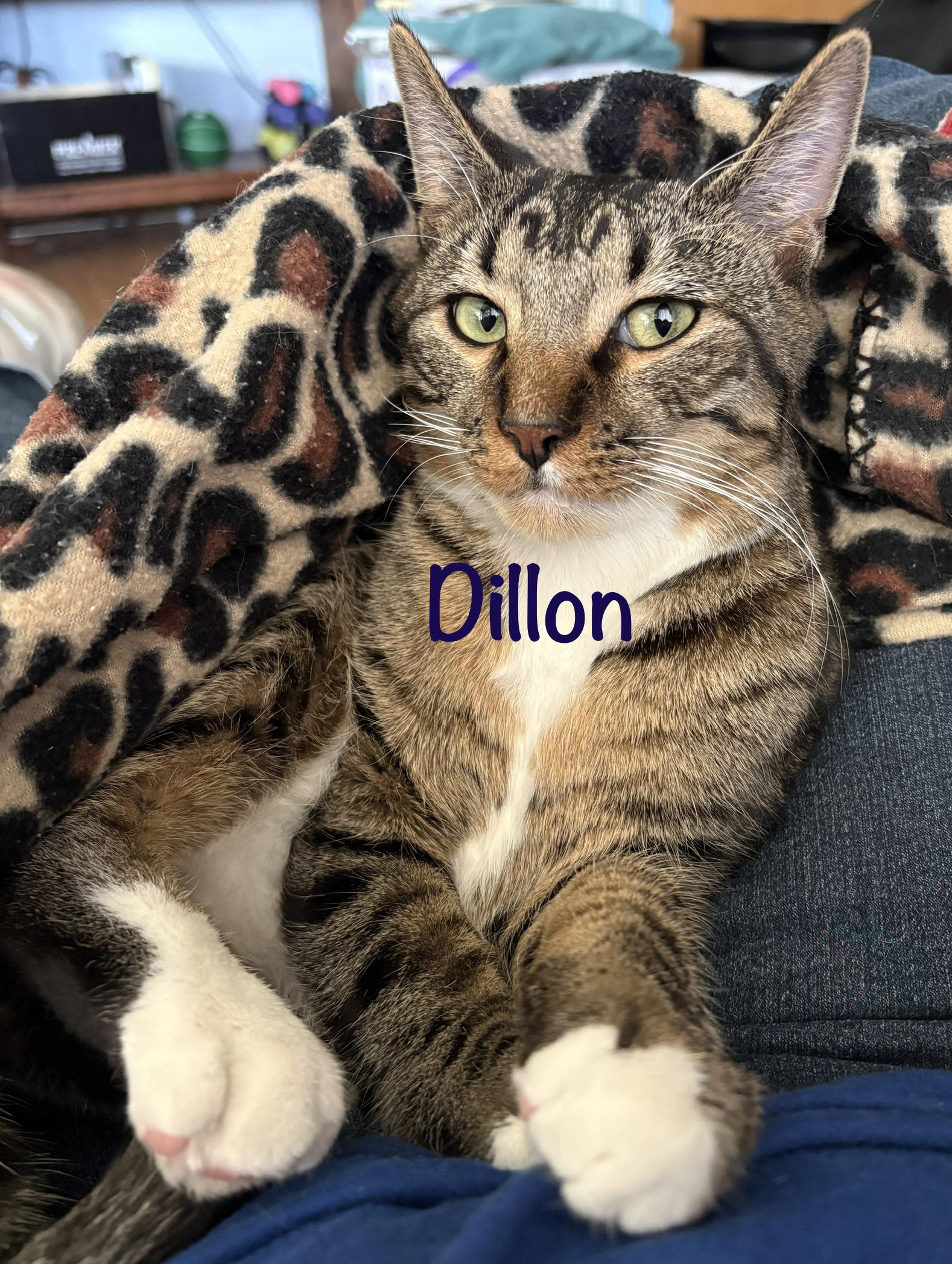 Dillon (call 602-692-1499 to meet Dillon), Adoptable, Young Male Tabby.