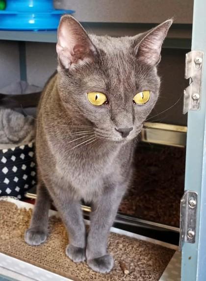 Echo, Adoptable, Adult Female Domestic Short Hair.