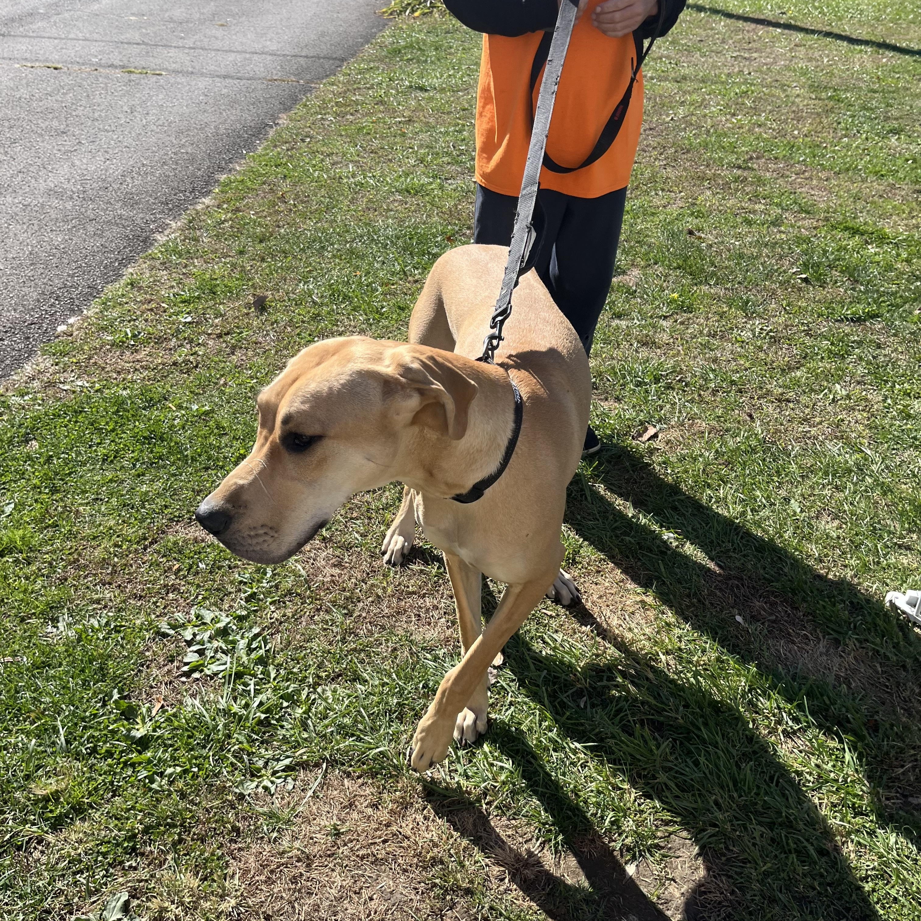 Enlarge Jesse, a Adoptable Great Dane in New Castle, PA image 1/1