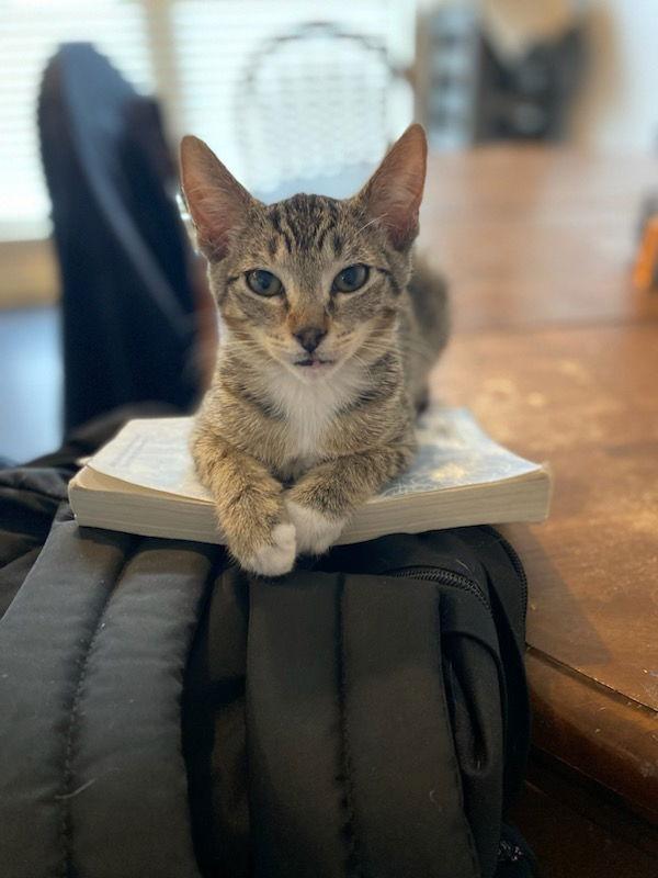 Socks, Adoptable, Kitten Male Domestic Short Hair & Tabby.