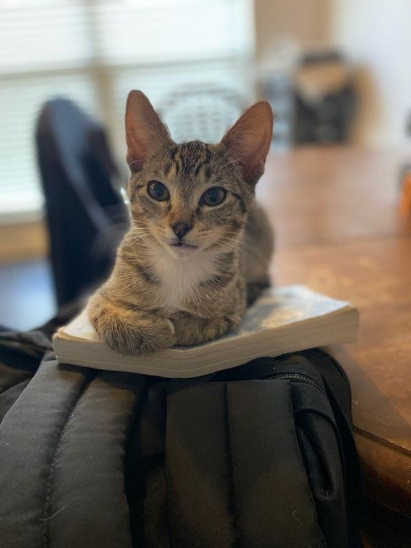 Socks, a Adoptable mixed breed in Pineville, LA image 2/3