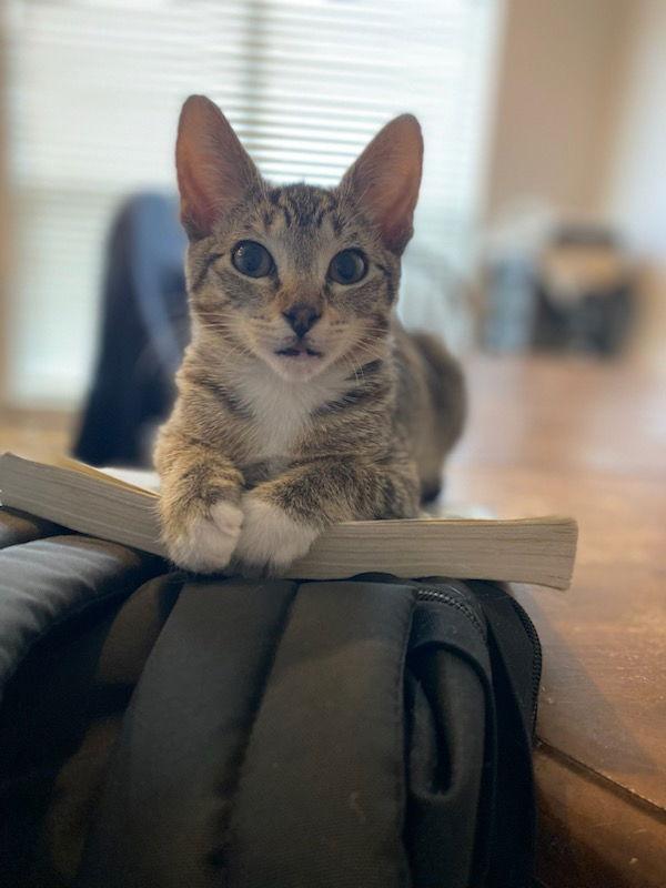 Socks, a Adoptable mixed breed in Pineville, LA image 3/3