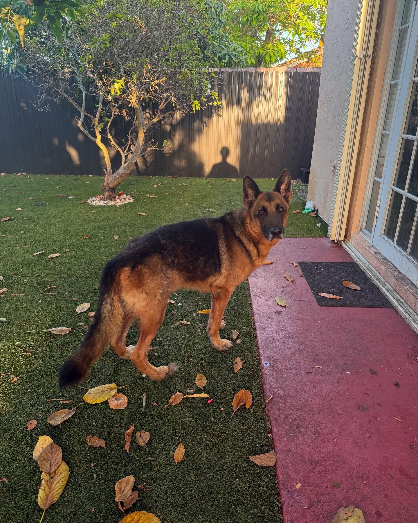 Enlarge Bear, a Adoptable German Shepherd Dog in Pompano Beach, FL image 1/2